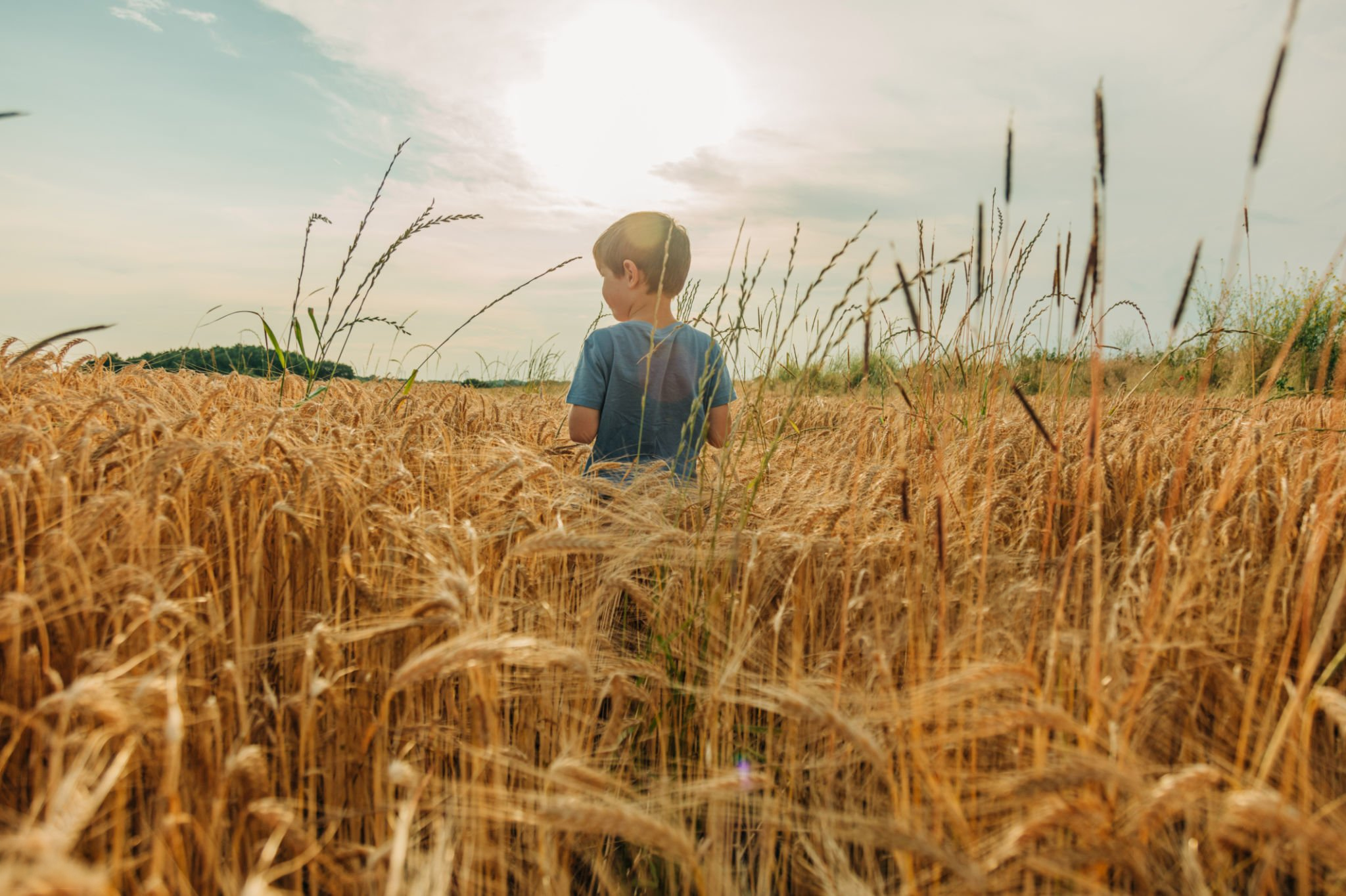 A young boy wearing a blue shirt sitting in a wheat field during sunset or sunrise.