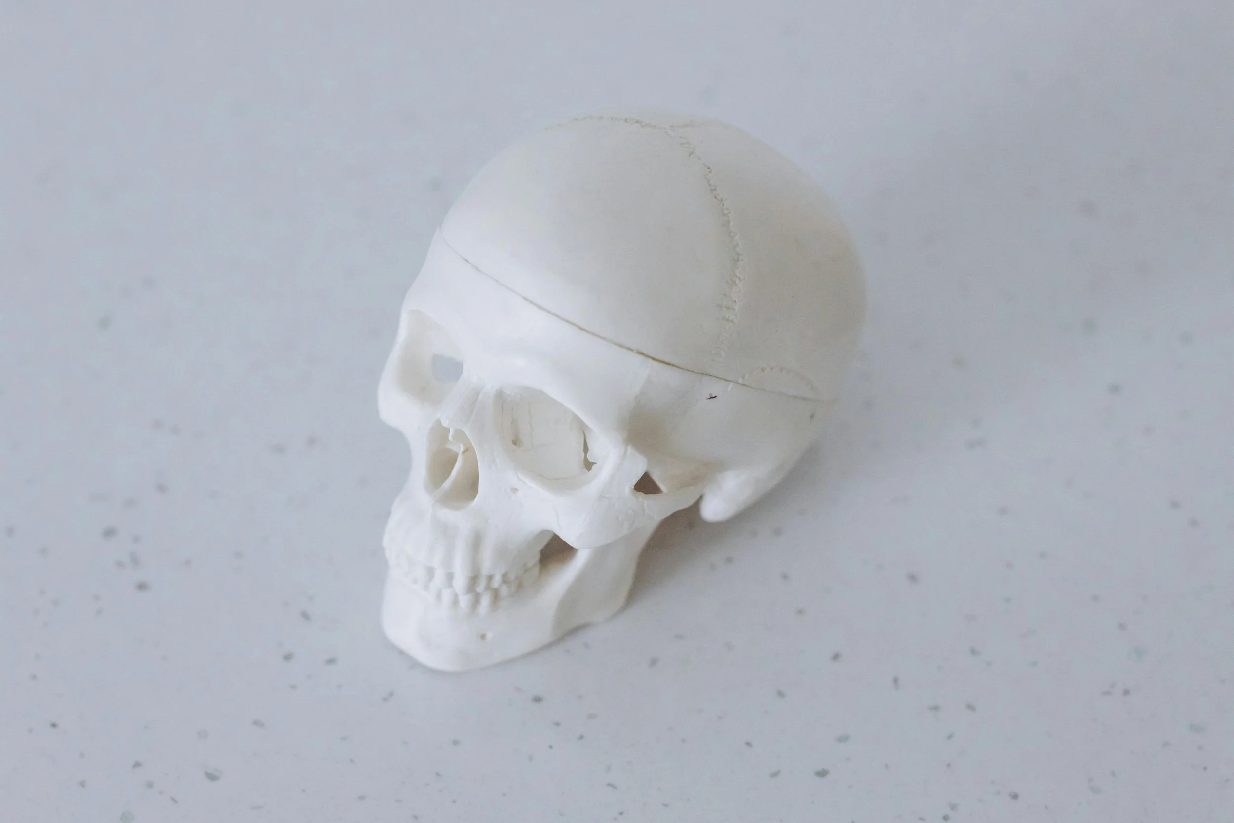 A white human skull model with a removable top part, placed on a speckled white surface.