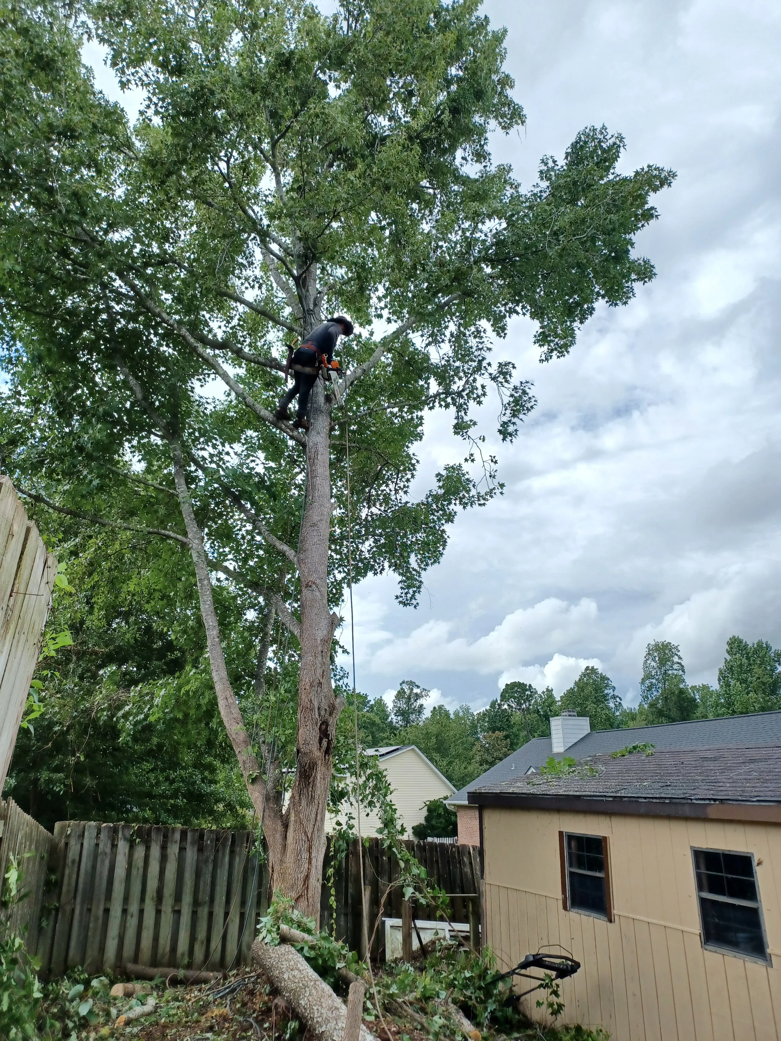A person is climbing a tall tree, using safety gear, with a chainsaw hanging from their hand, in a backyard with a fence and house.