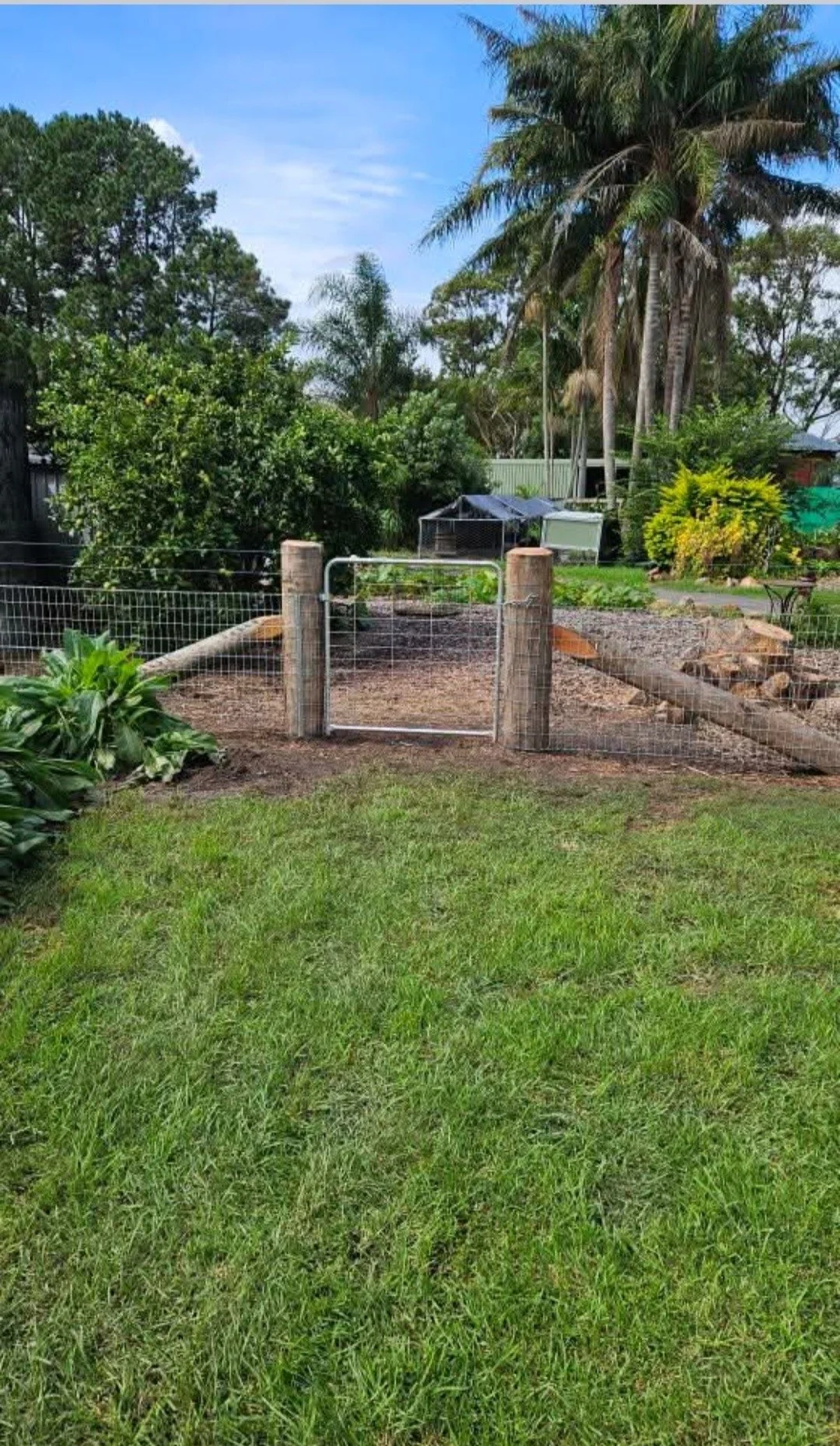 A fenced backyard with a small gate leading to a garden area, surrounded by lush green grass, trees, and plants, including a prominent tall palm tree.