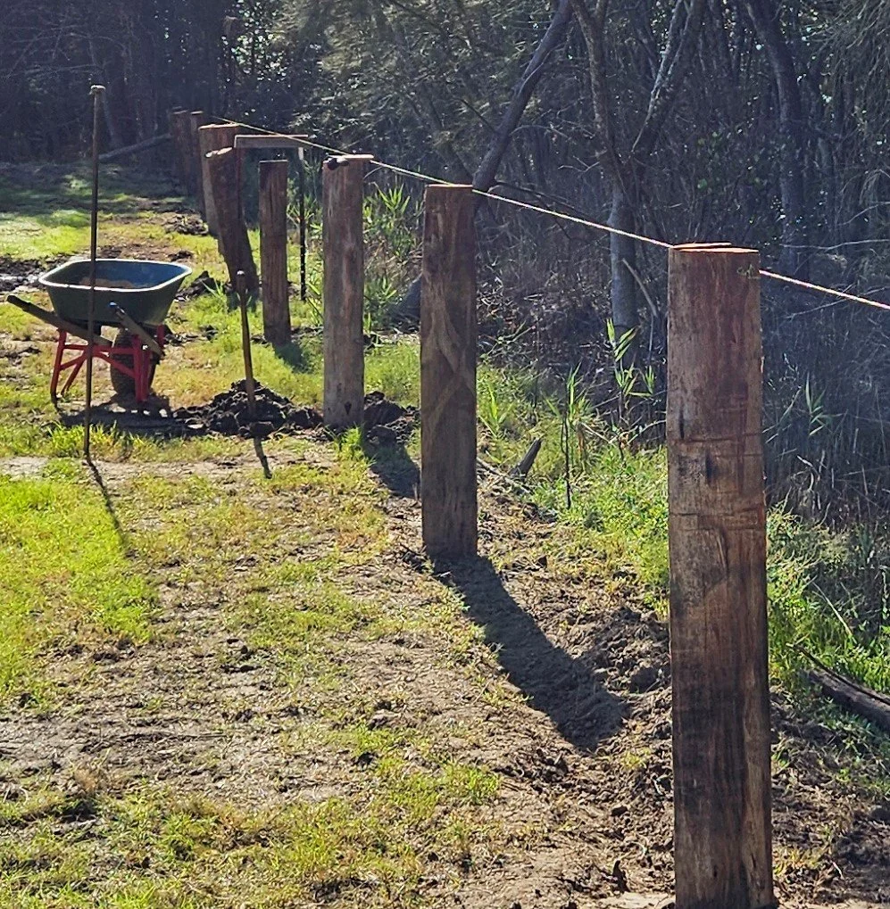 Wooden posts are being installed along a wire fence in a backyard or garden, with a wheelbarrow and gardening tools nearby. The scene is outdoors with sunlight reaching the ground.