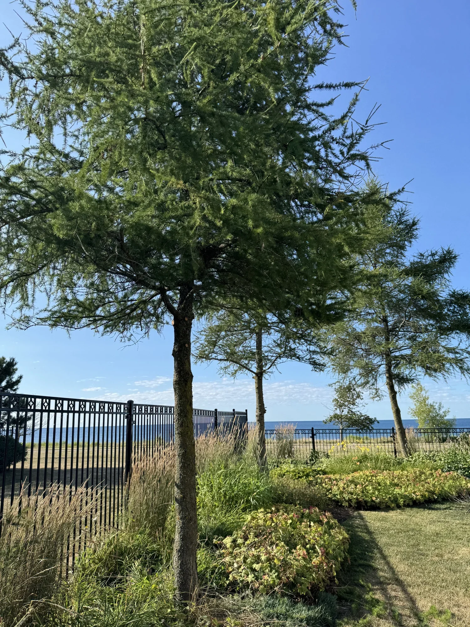 OAK&CROWN: COMMERCIAL TREE PRUNING&CARE /2025