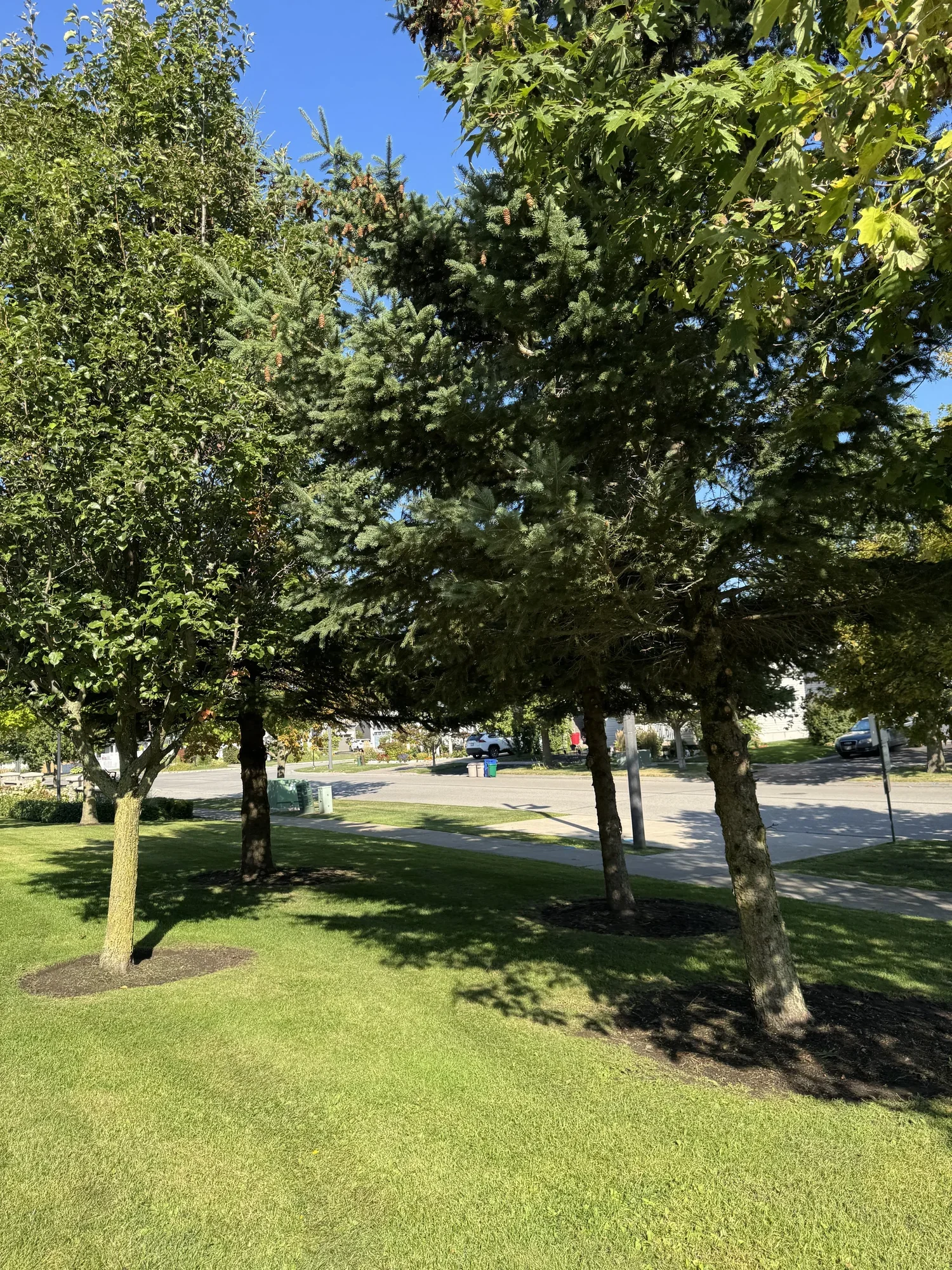 OAK&CROWN: COMMERCIAL TREE PRUNING&CARE /2025