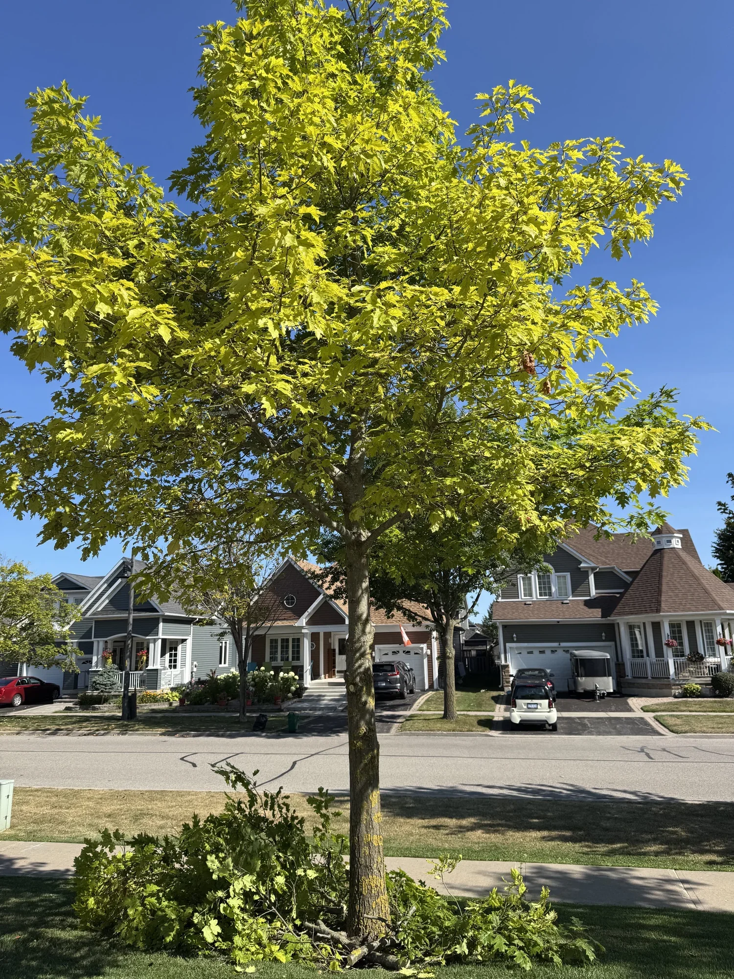 OAK&CROWN: COMMERCIAL TREE PRUNING&CARE /2025