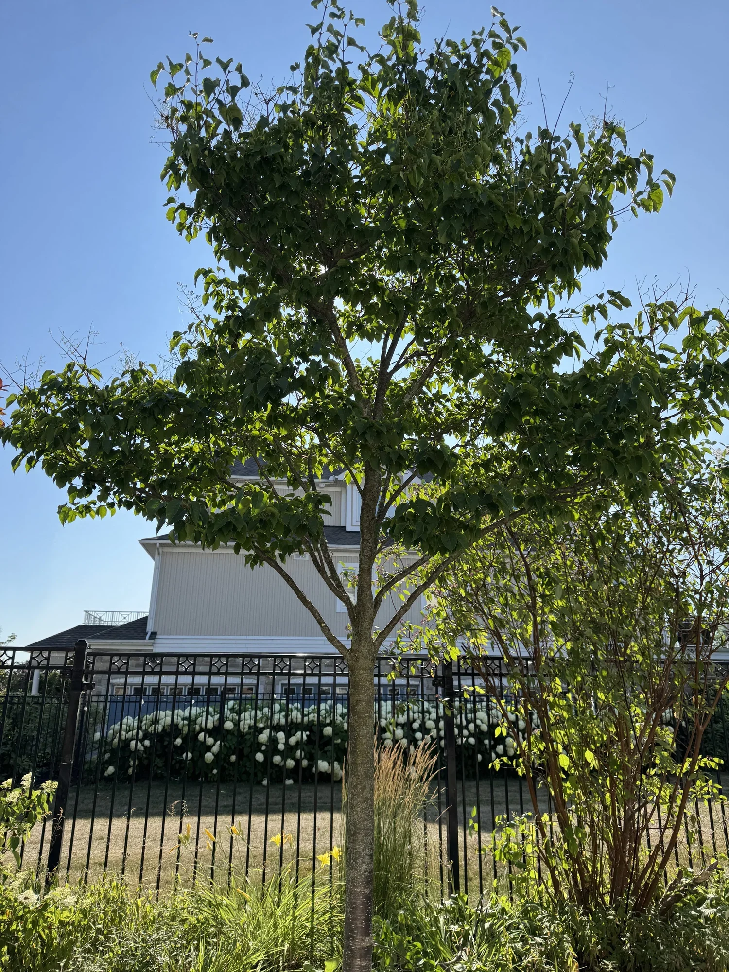 OAK&CROWN: COMMERCIAL TREE PRUNING&CARE /2025