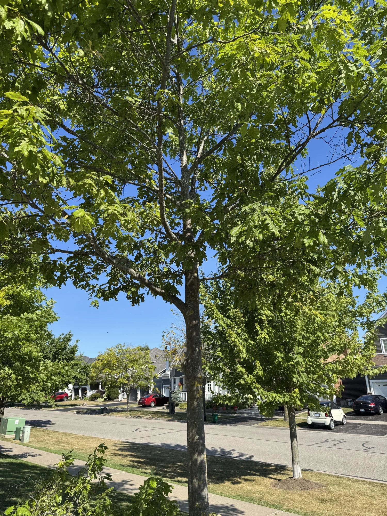 OAK&CROWN: COMMERCIAL TREE PRUNING&CARE /2025