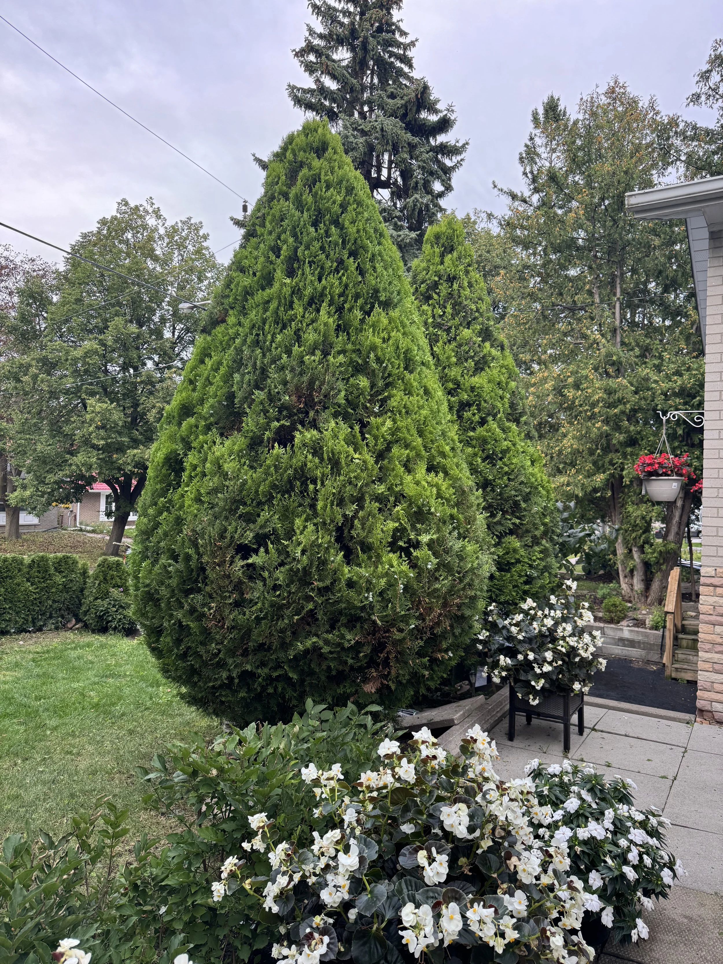 OAK&CROWN: HEDGING /2026