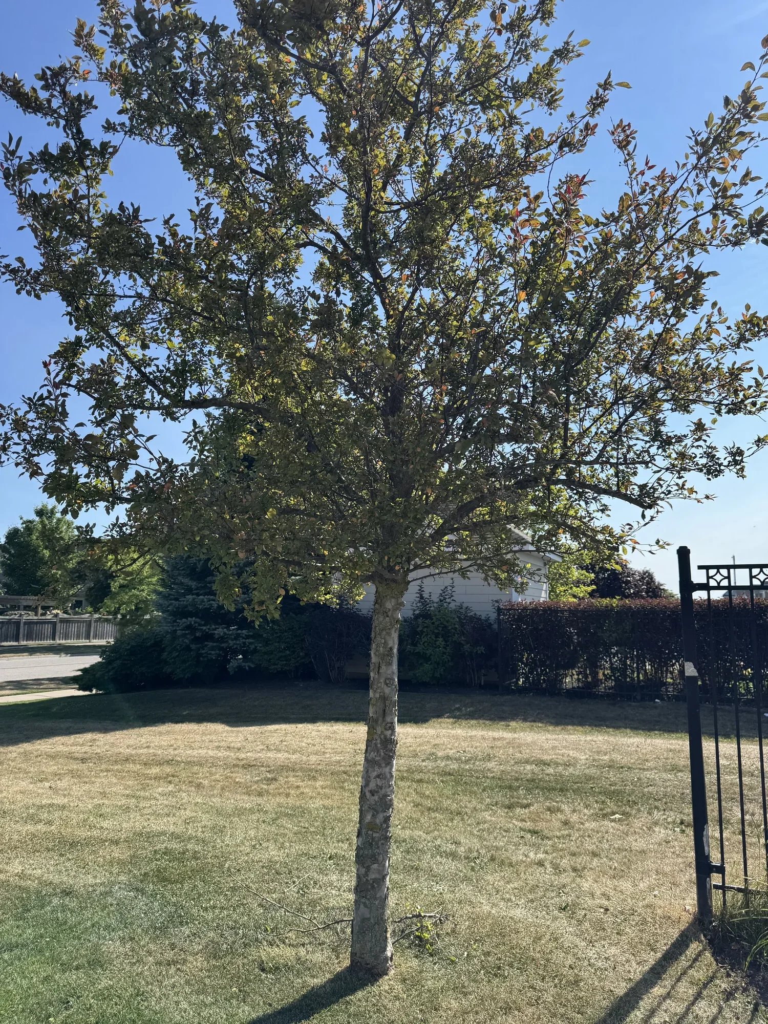 OAK&CROWN: COMMERCIAL TREE PRUNING&CARE /2025