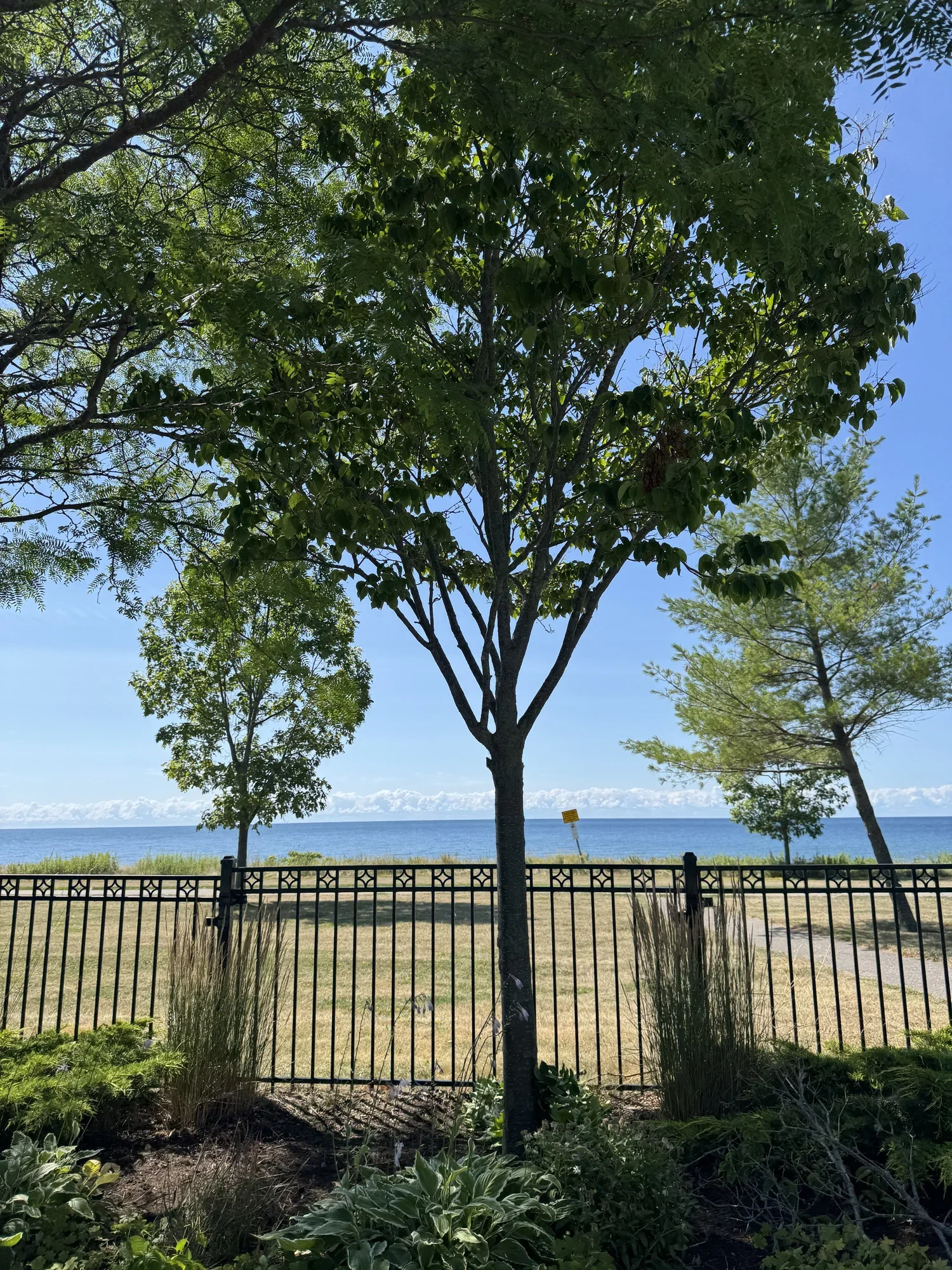 OAK&CROWN: COMMERCIAL TREE PRUNING&CARE /2025
