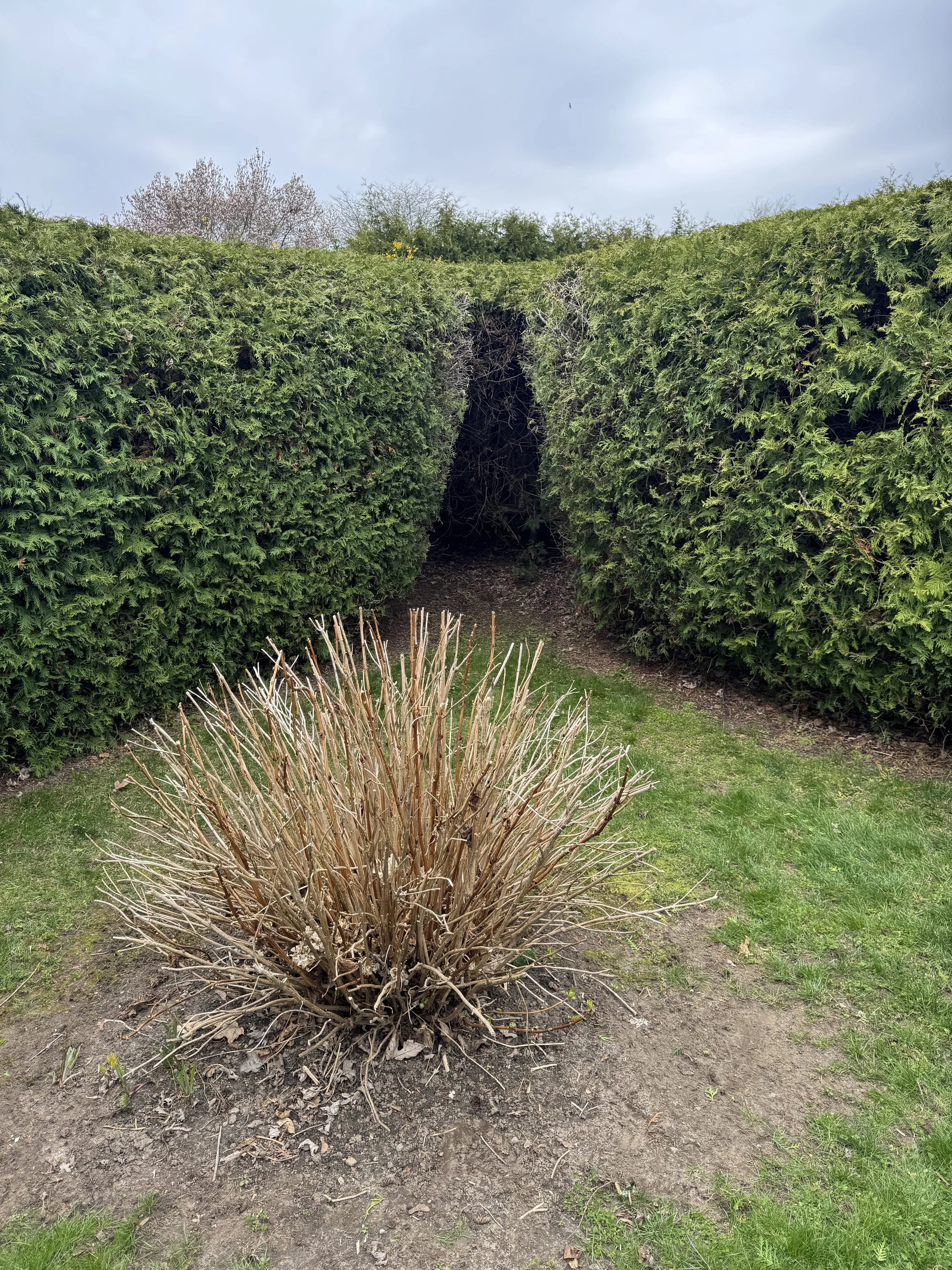 OAK&CROWN: HEDGING /2026