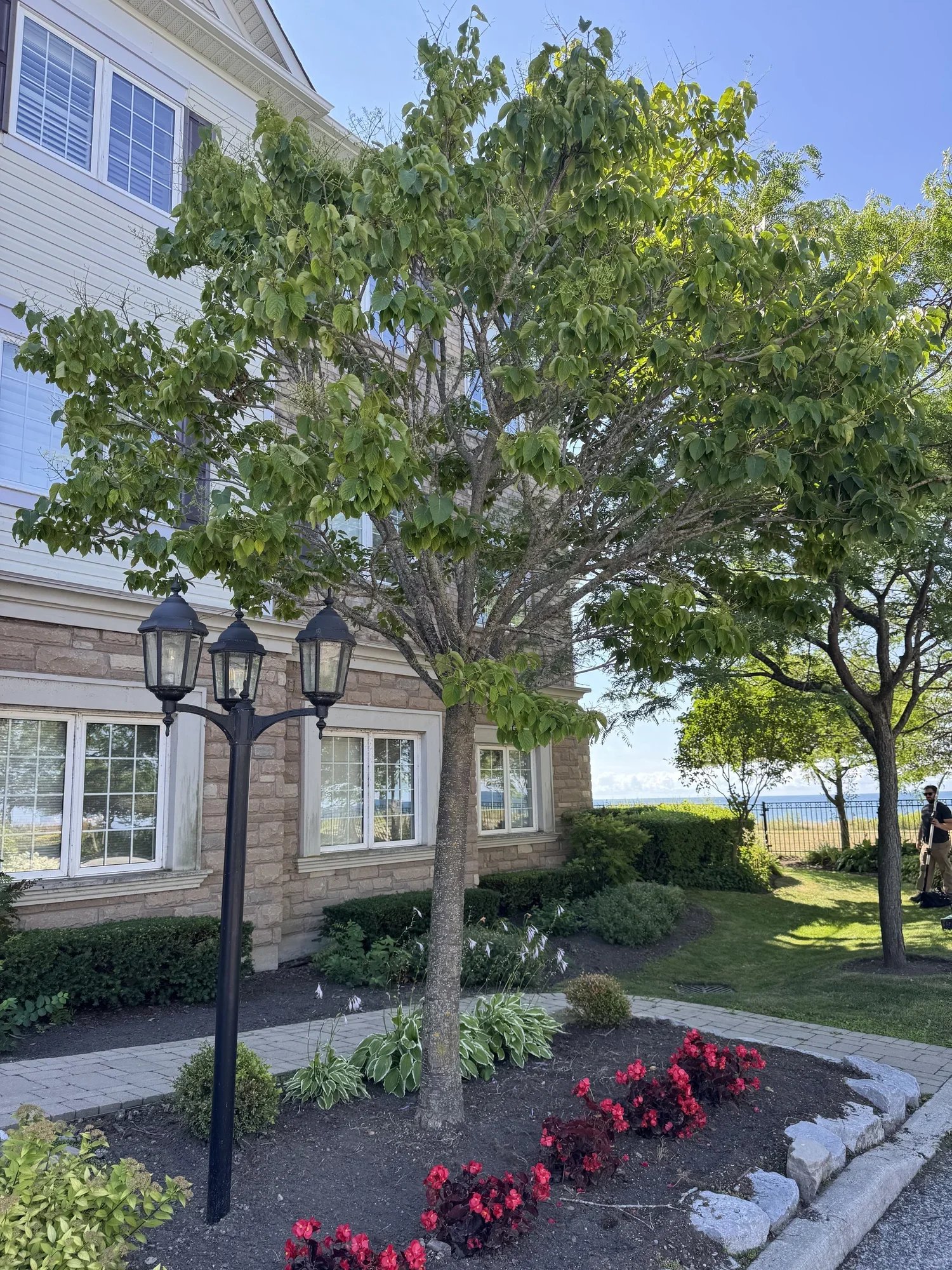 OAK&CROWN: COMMERCIAL TREE PRUNING&CARE /2025