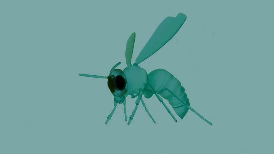 3D models