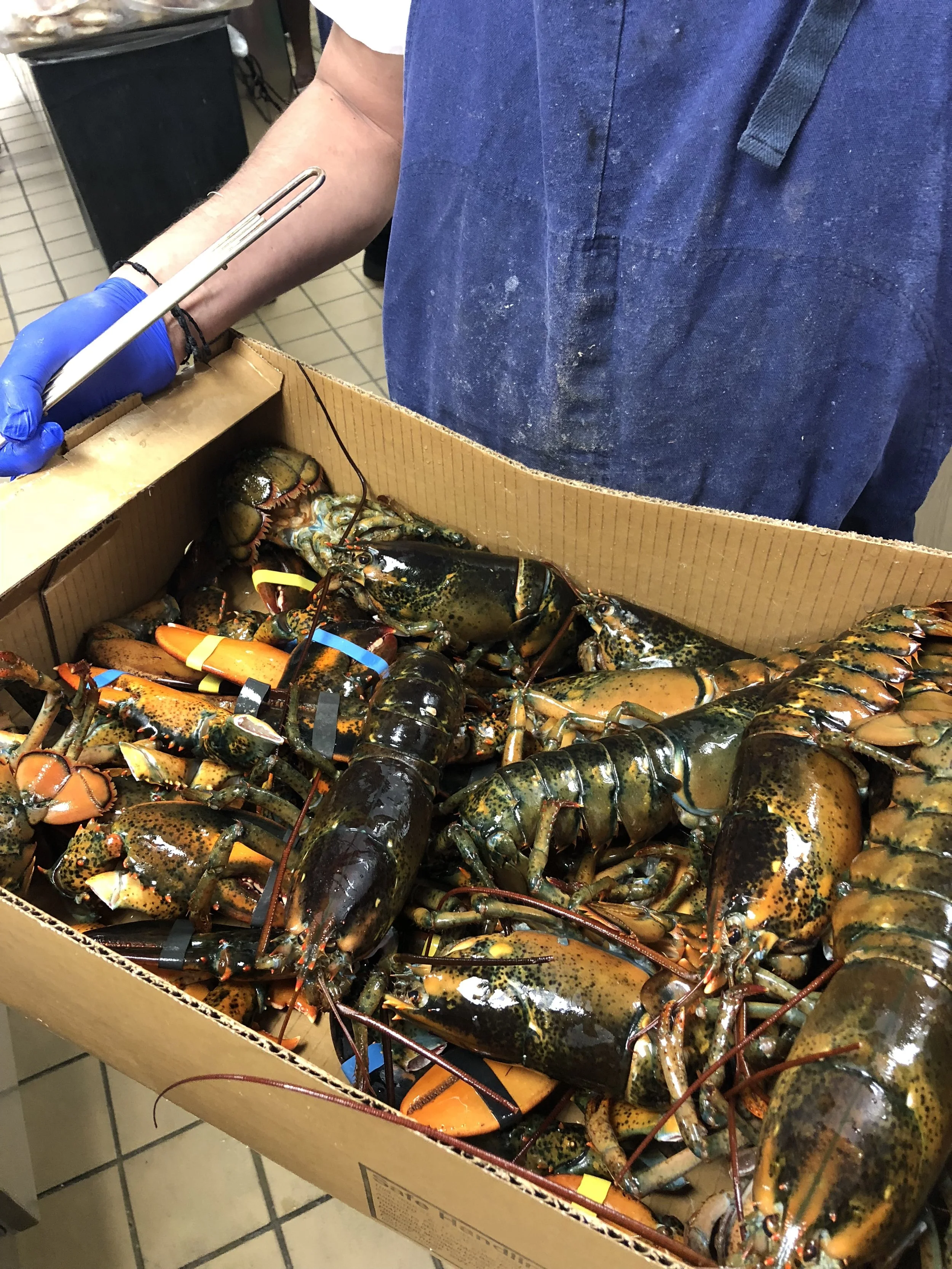 live lobsters