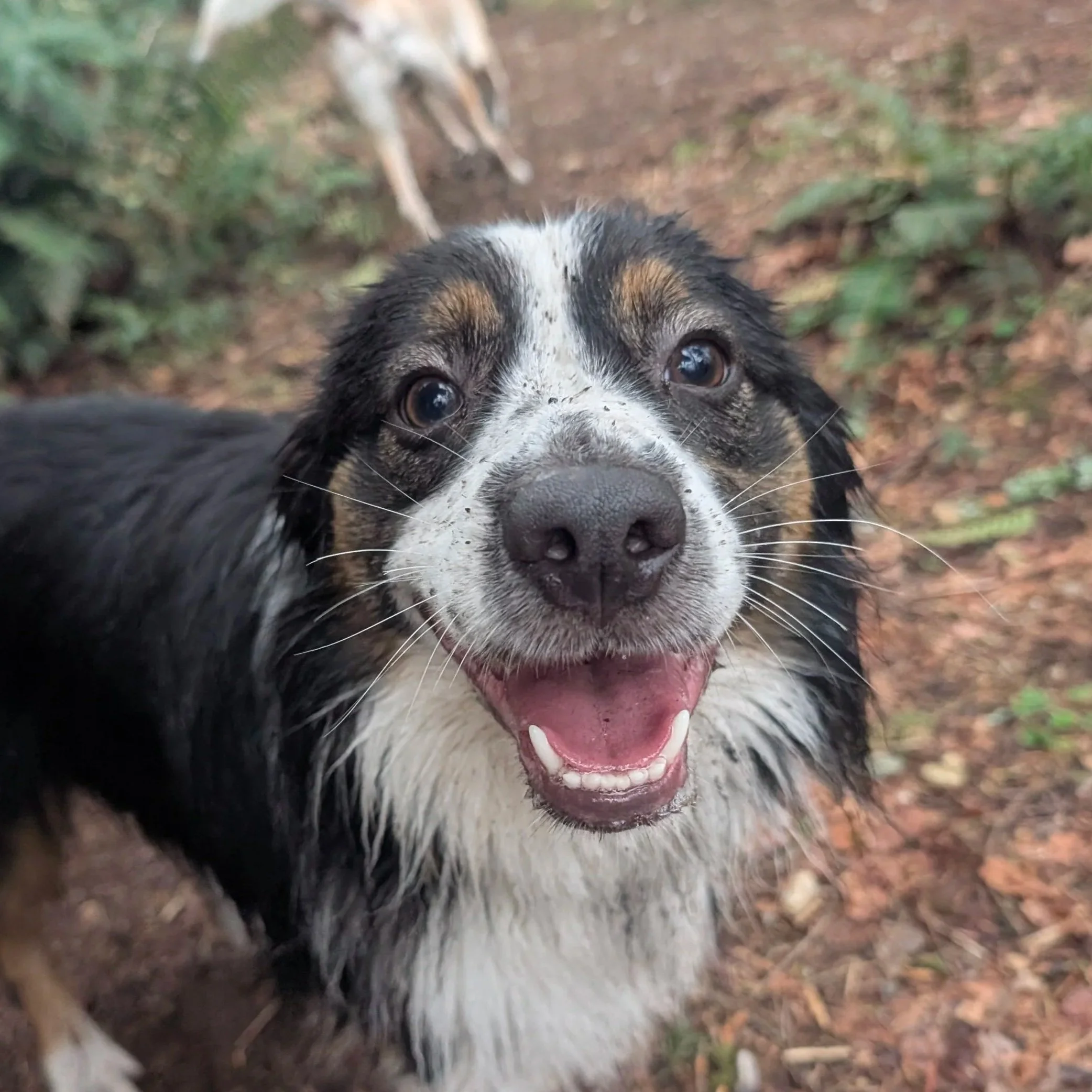 Close-up of a happy Australian Shepherd dog with wet fur, standing on a dirt trail in a wooded area.