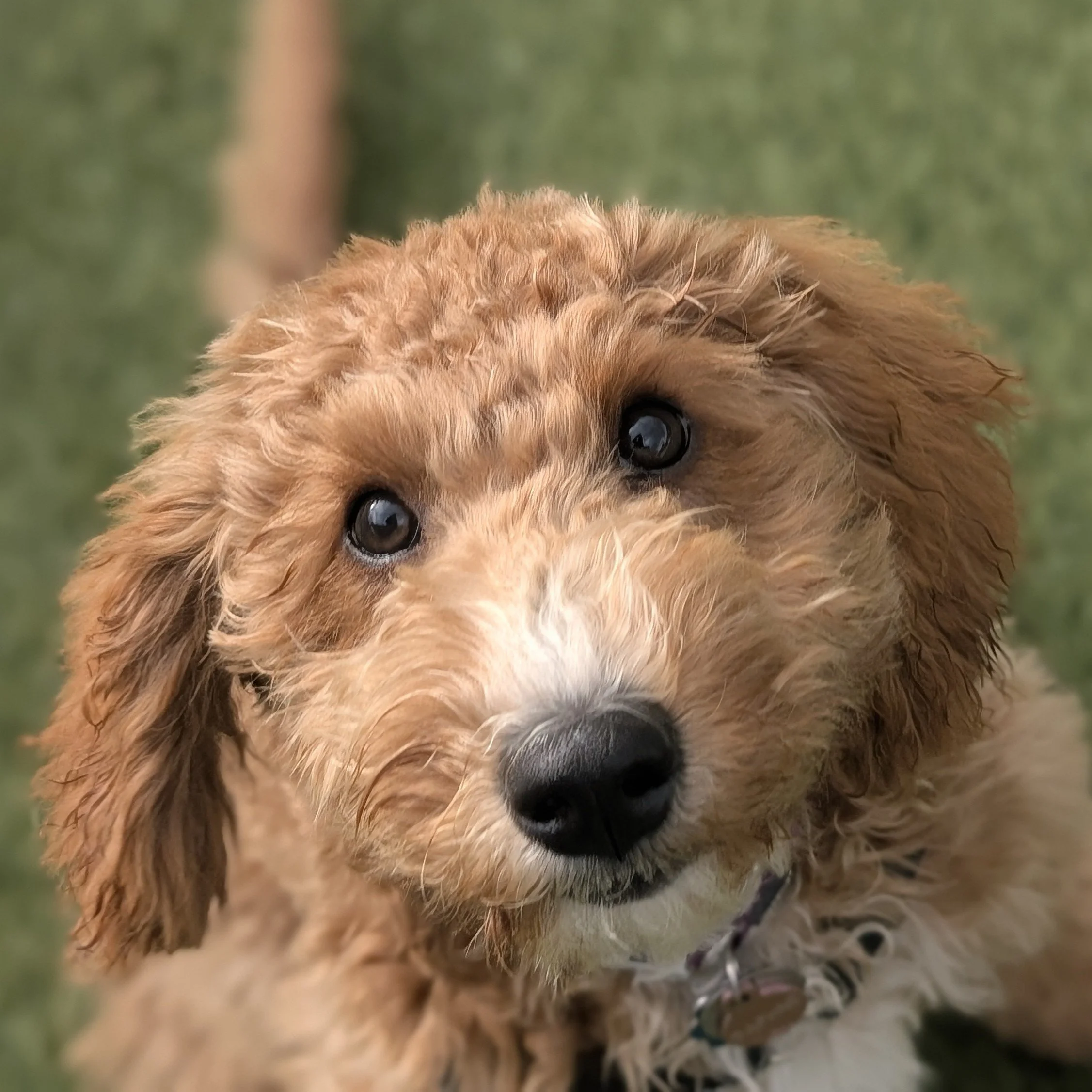 Close-up of a fluffy, curly-haired brown and white puppy with dark eyes and a black nose, outdoors on green grass.