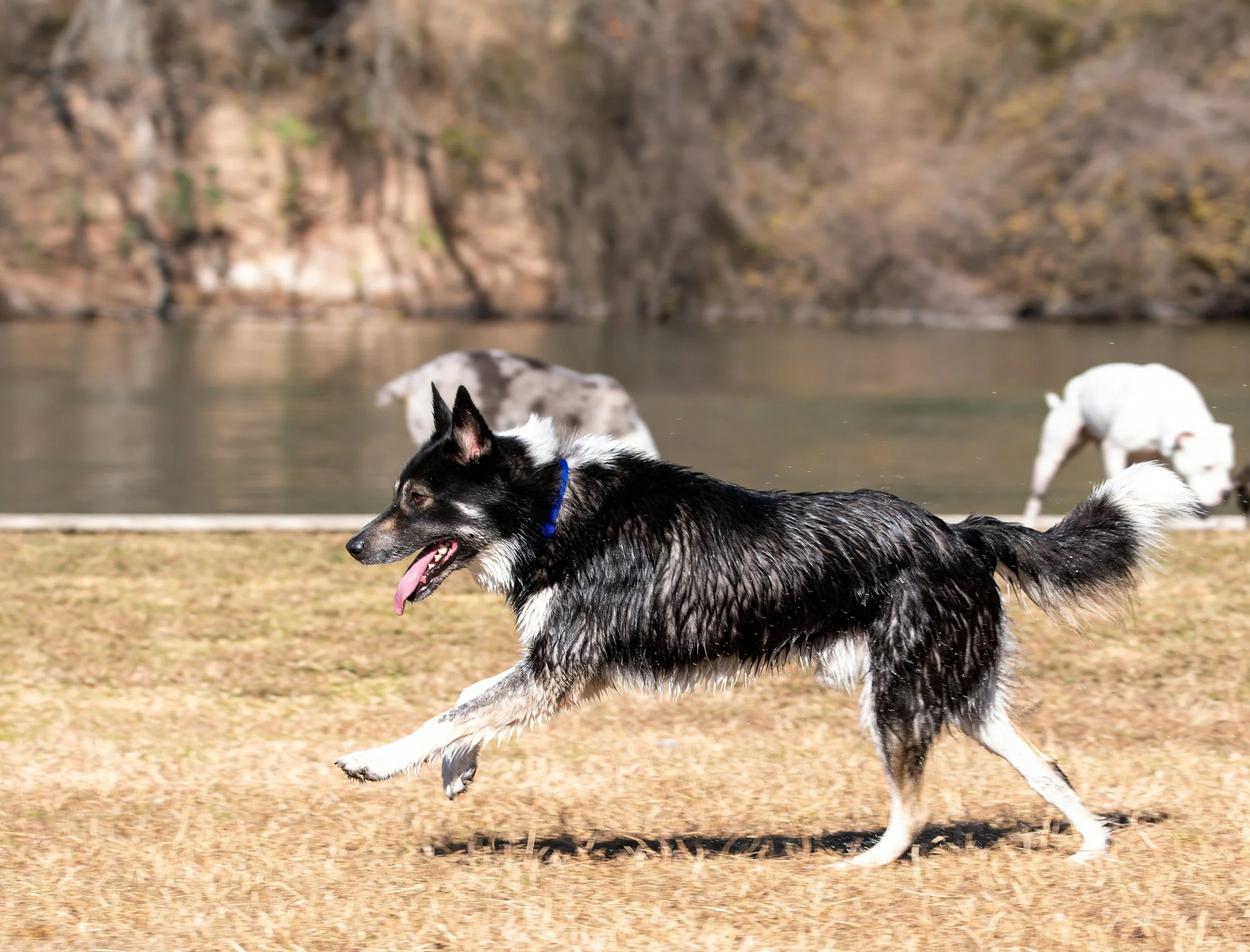 A black and white dog running on dry grass near a body of water, with two other dogs in the background, one white and one with a spotted coat.