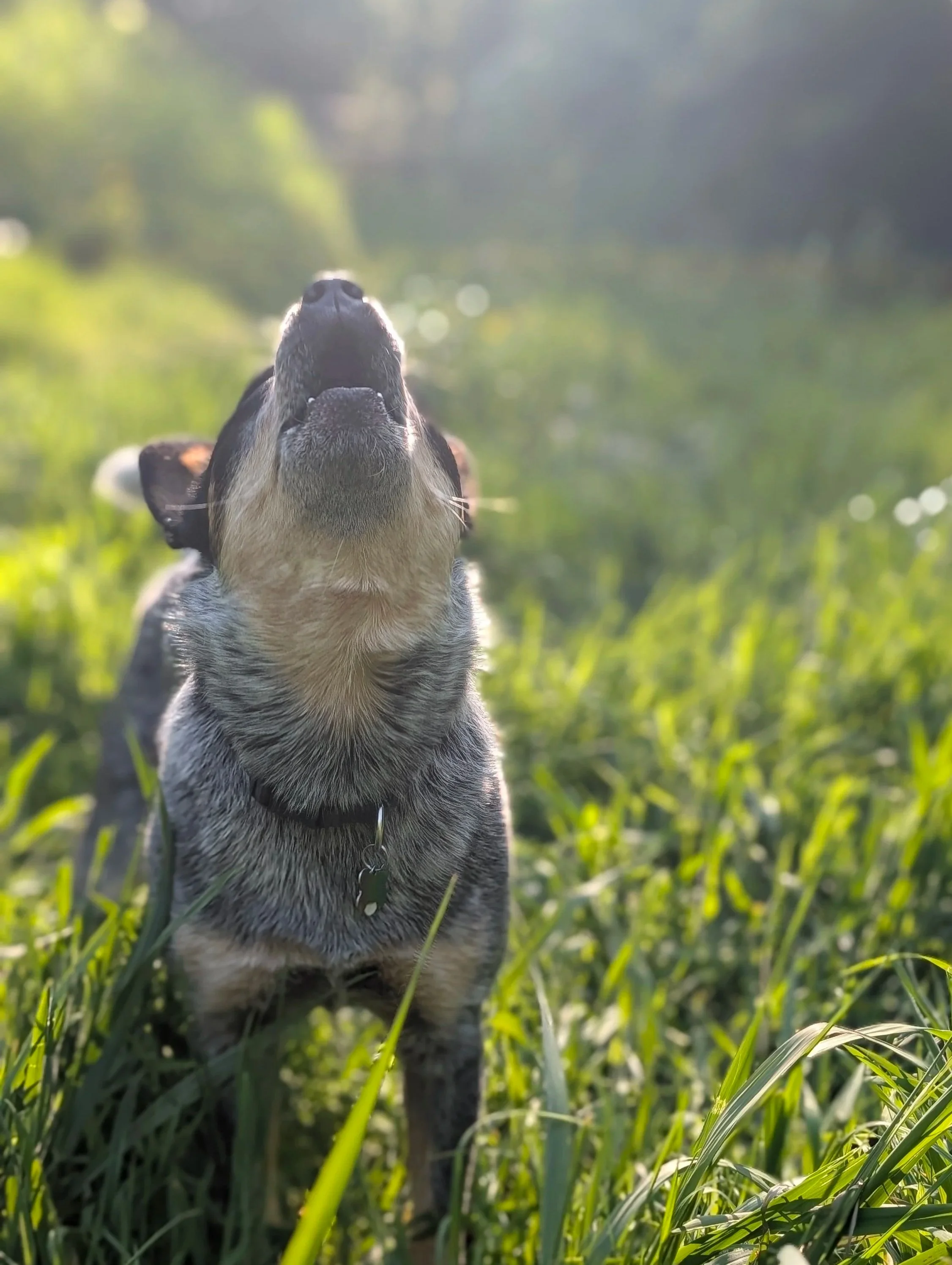 A dog with a black and brown coat standing in tall green grass, looking upward with sunlight in the background.