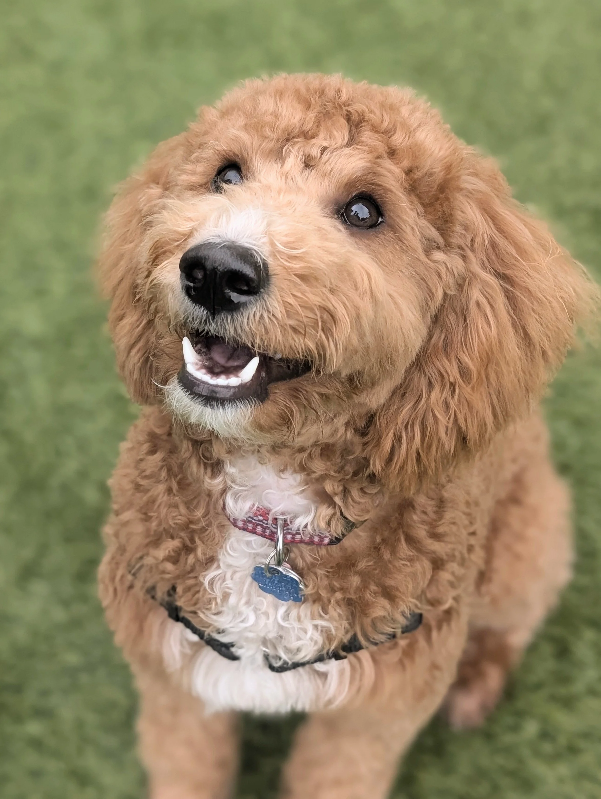 A happy golden doodle dog with curly fur, wearing a red collar with a blue bone-shaped tag, sitting outdoors on grass.