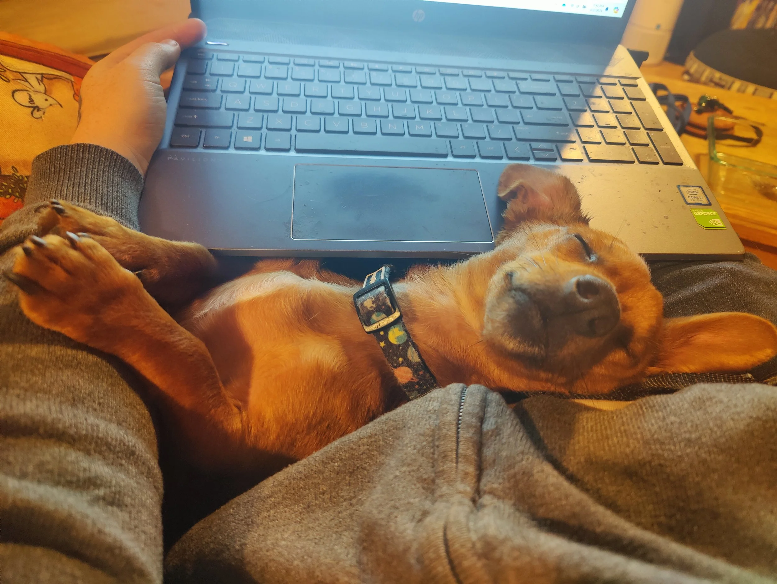A person wearing grey sweatshirt sitting with a small brown dog sleeping on their lap, the dog's head resting on the person's arm, with a laptop on the person's lap and a table with various items in the background.