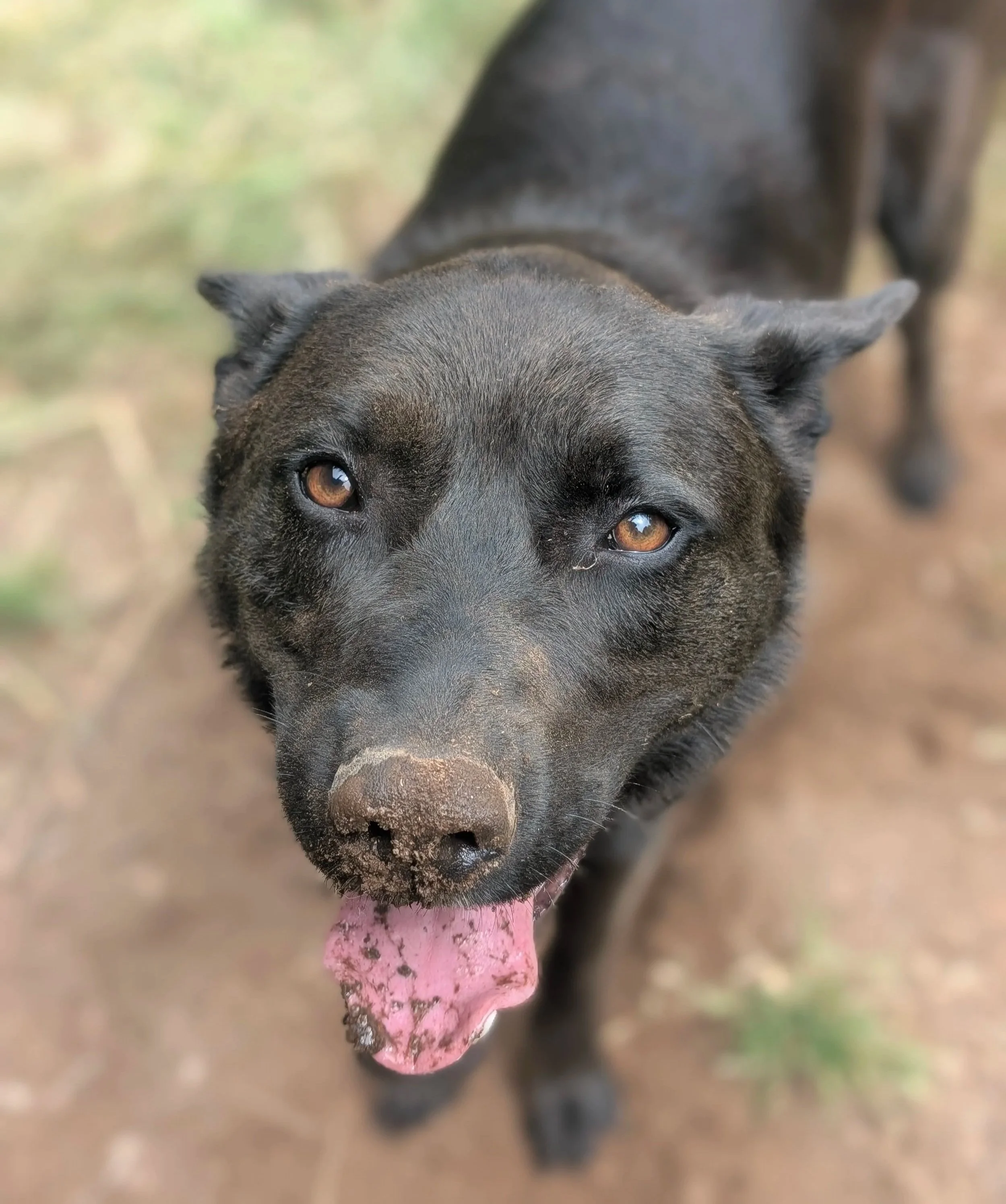 Close-up of a black dog with brown eyes and pink tongue hanging out, dirt on nose, outdoors on dirt ground.