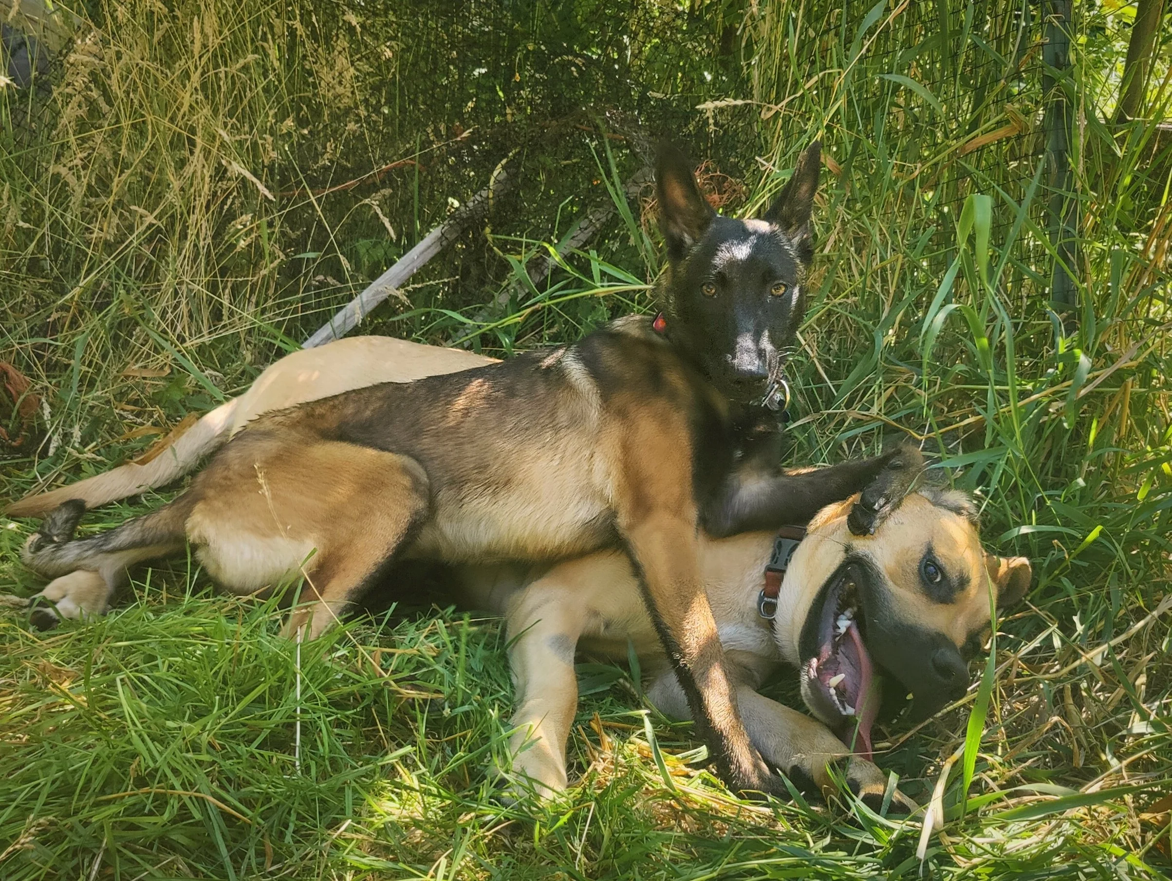 Two dogs playing on grass and in tall grass, one lying on its side with its mouth open, the other sitting on top with ears up, a forested background.