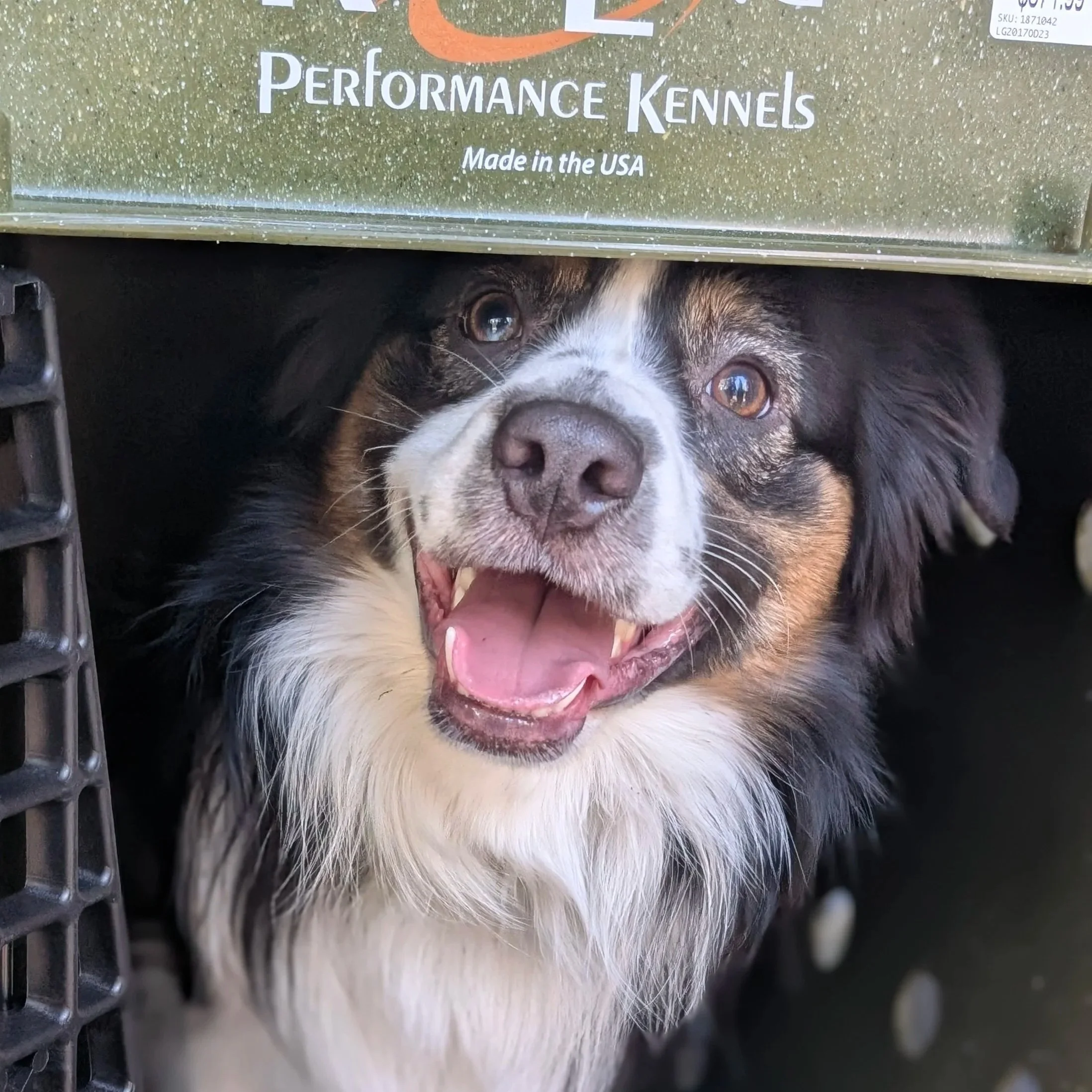 A happy Australian Shepherd dog with a black, white, and brown coat, looking out from underneath a store shelf labeled 'Performance Kennels'.