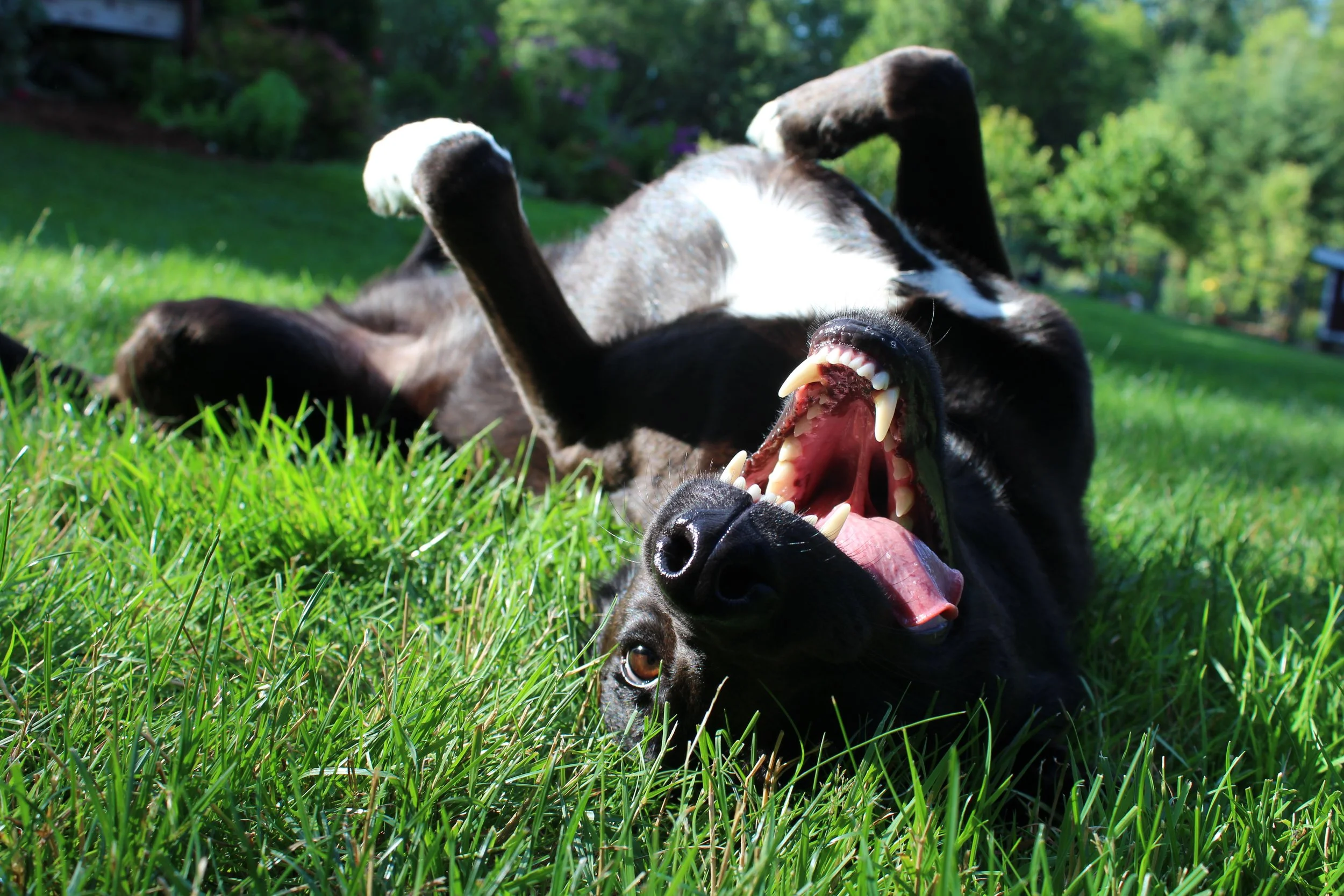 A black dog with white patch on its chest lying on green grass, yawning with its mouth wide open, showing sharp teeth and tongue, in a sunny outdoor setting with trees in the background.
