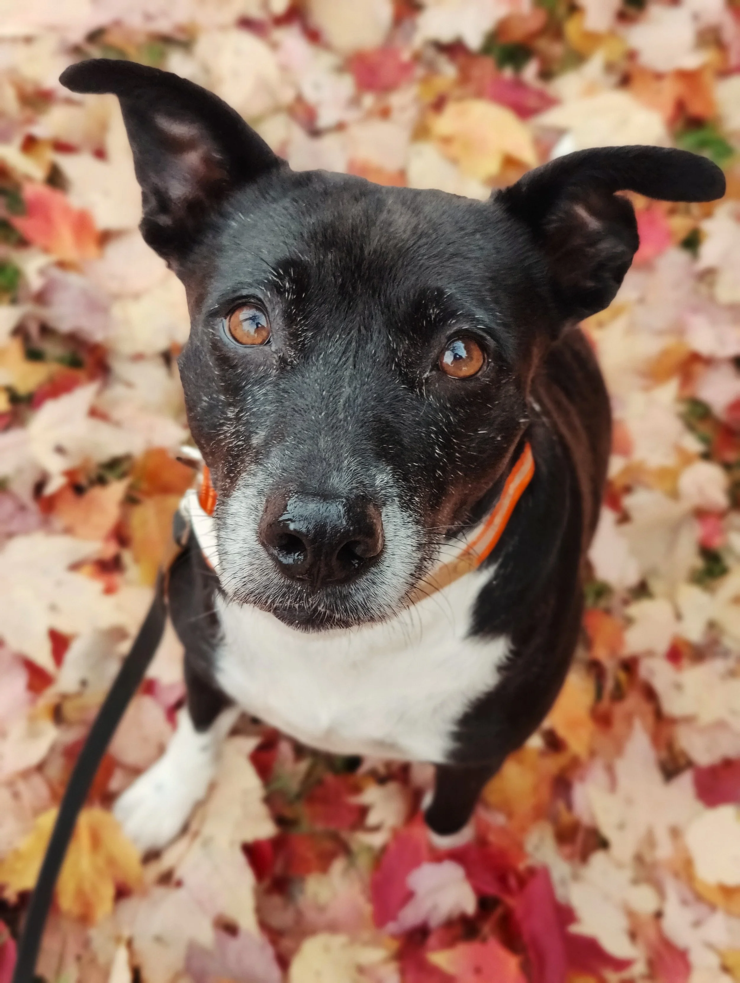 A black and white dog with brown eyes sitting on colorful autumn leaves.