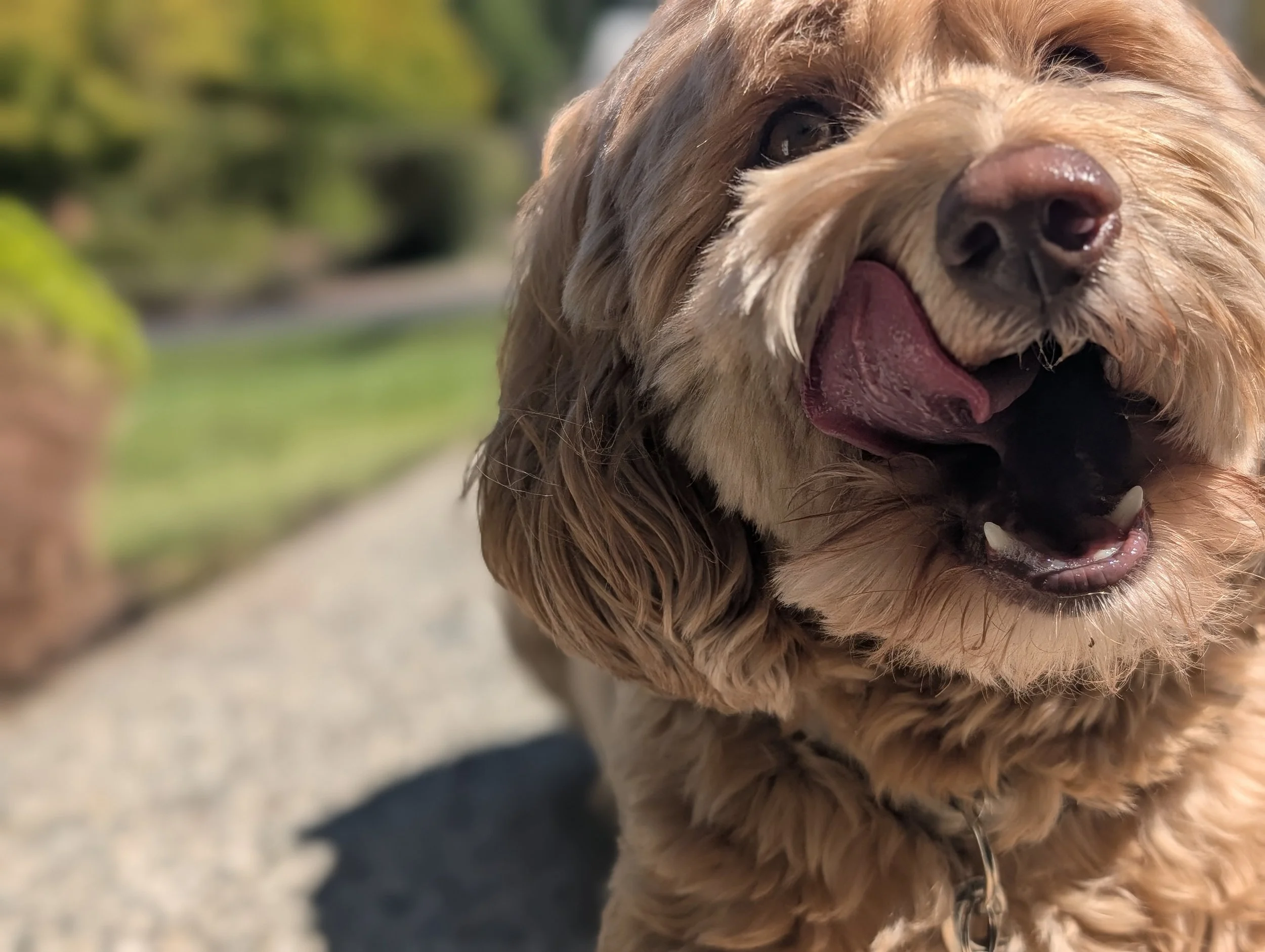 Close-up of a happy, light brown dog with curly fur, tongue out, and mouth open, outdoors on a sunny day.