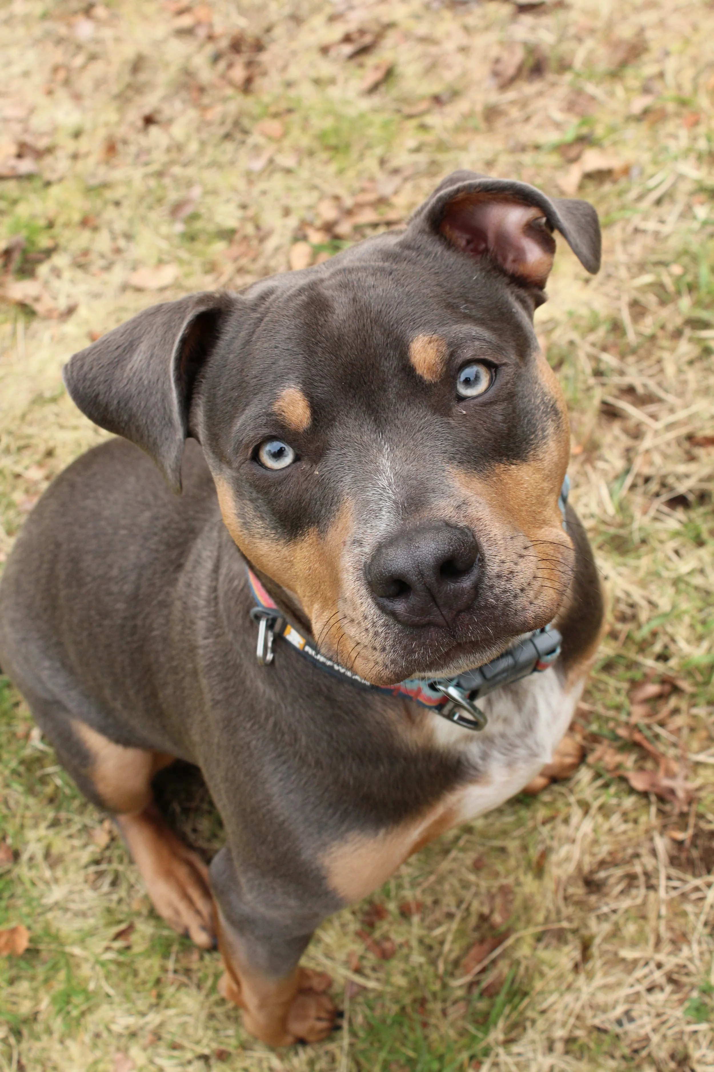 A cute puppy with blue eyes, mostly gray fur with tan markings, sitting on grass and looking up at the camera.