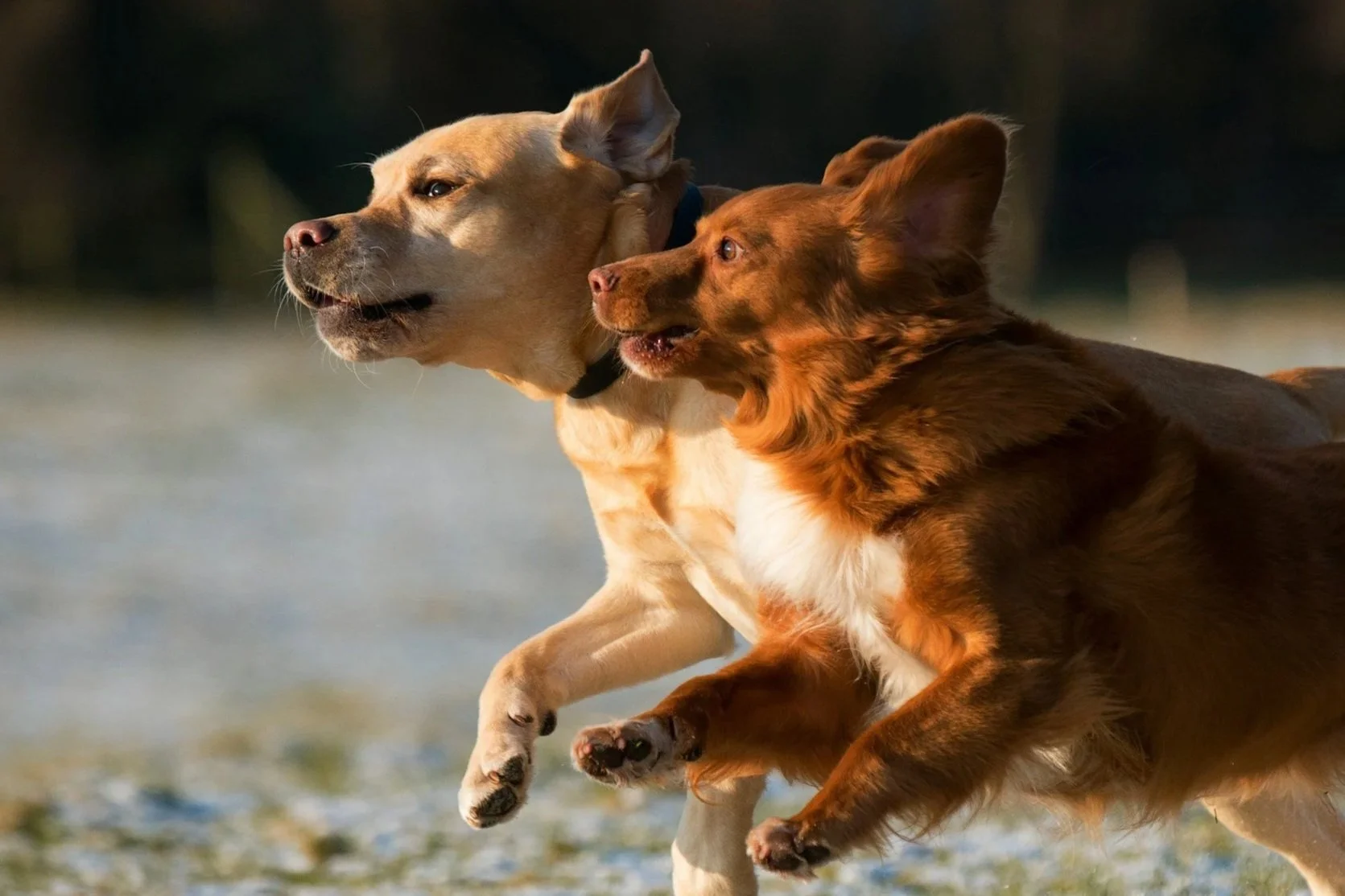 Two dogs running outdoors on a grassy surface, with trees and blurred background, in the late afternoon sunlight.