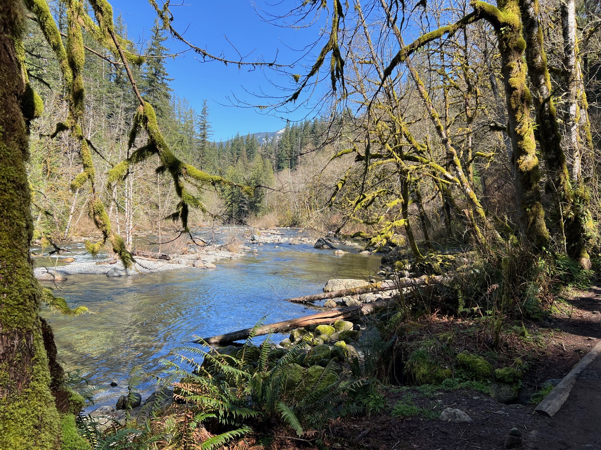 Visiting Seattle by Cruise? Here’s How to Get Into Nature (Without Renting a Car)