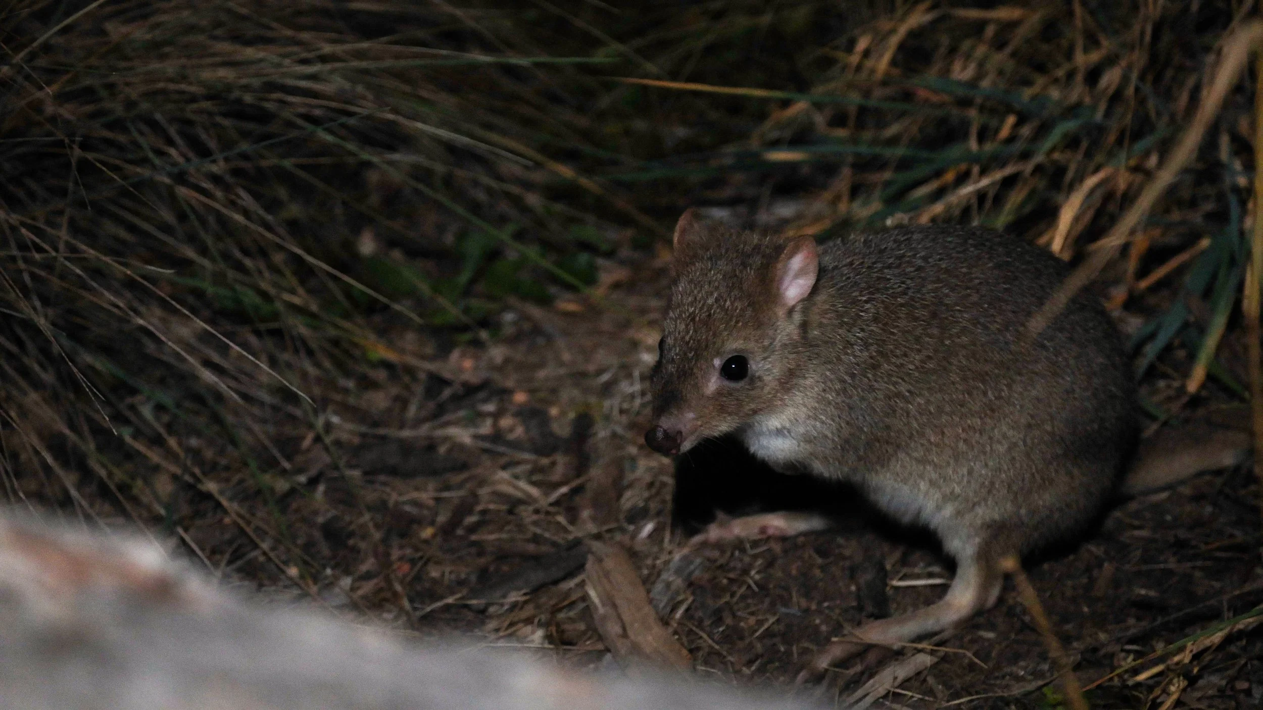 Bettongstill6.jpg