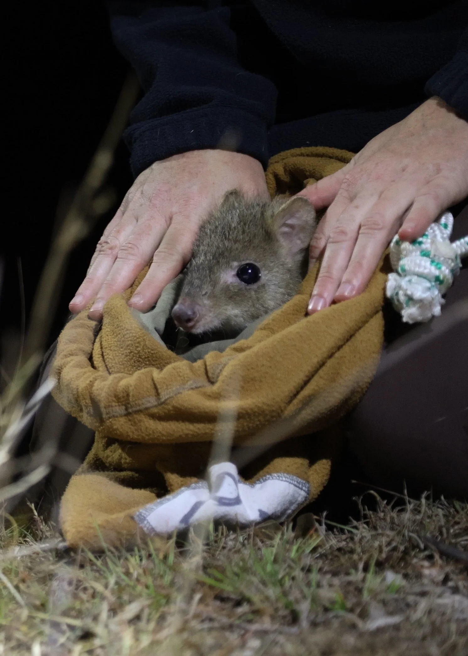 Bettongstill5.jpg