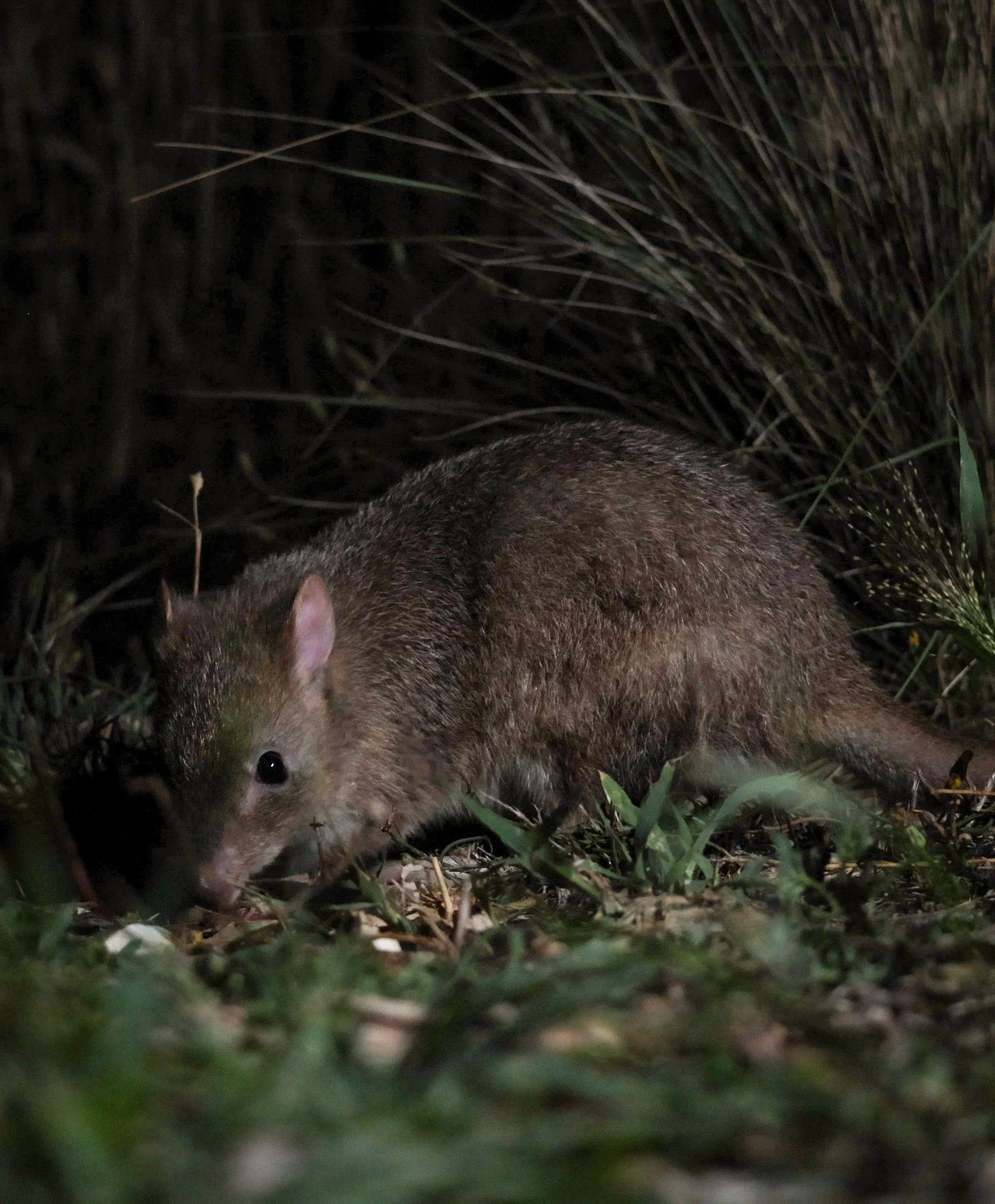 Bettongstill4.jpg