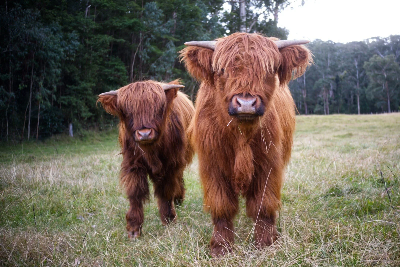Meet Ember and Rory, our red Highland cattle