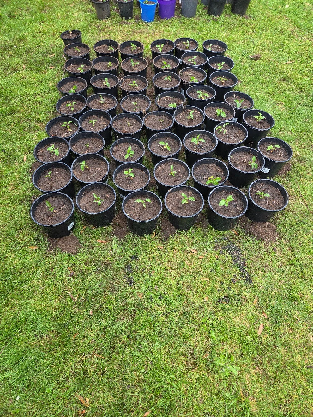 Rows of young apple seedlings in black pots, arranged together on the lawn.