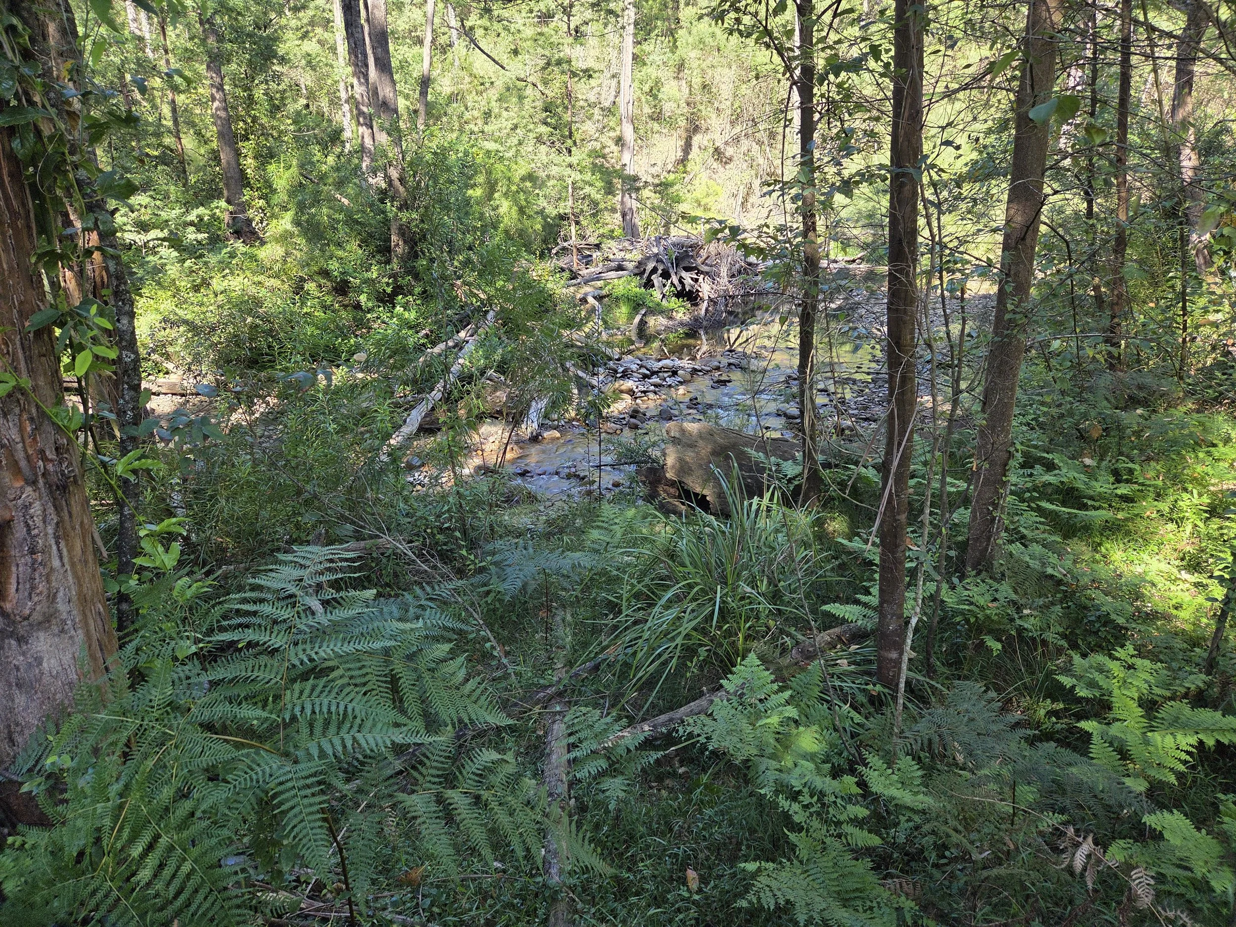 A dense forest scene with various green trees, shrubs, and ferns. A small creek runs through the scene with rocks and fallen logs along its bank. Sunlight filters through the canopy.