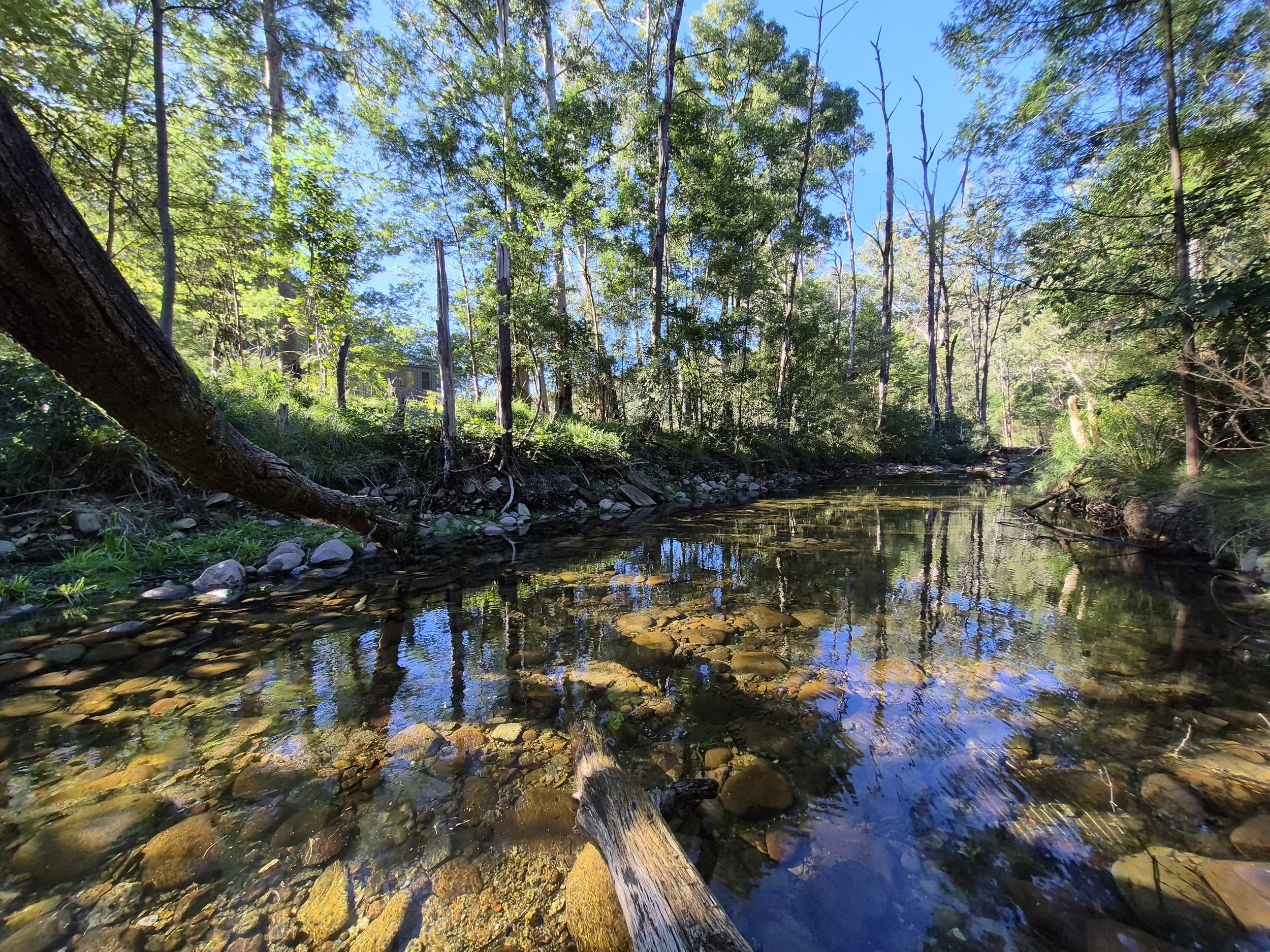Clear reflective creek running through forest at Riverdell Farmstay.