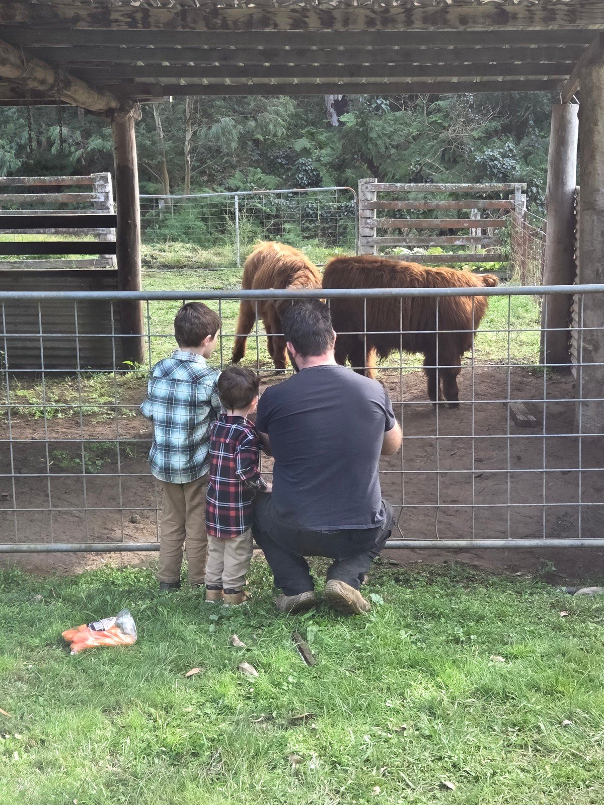 Learning the farm at the cattle gate
