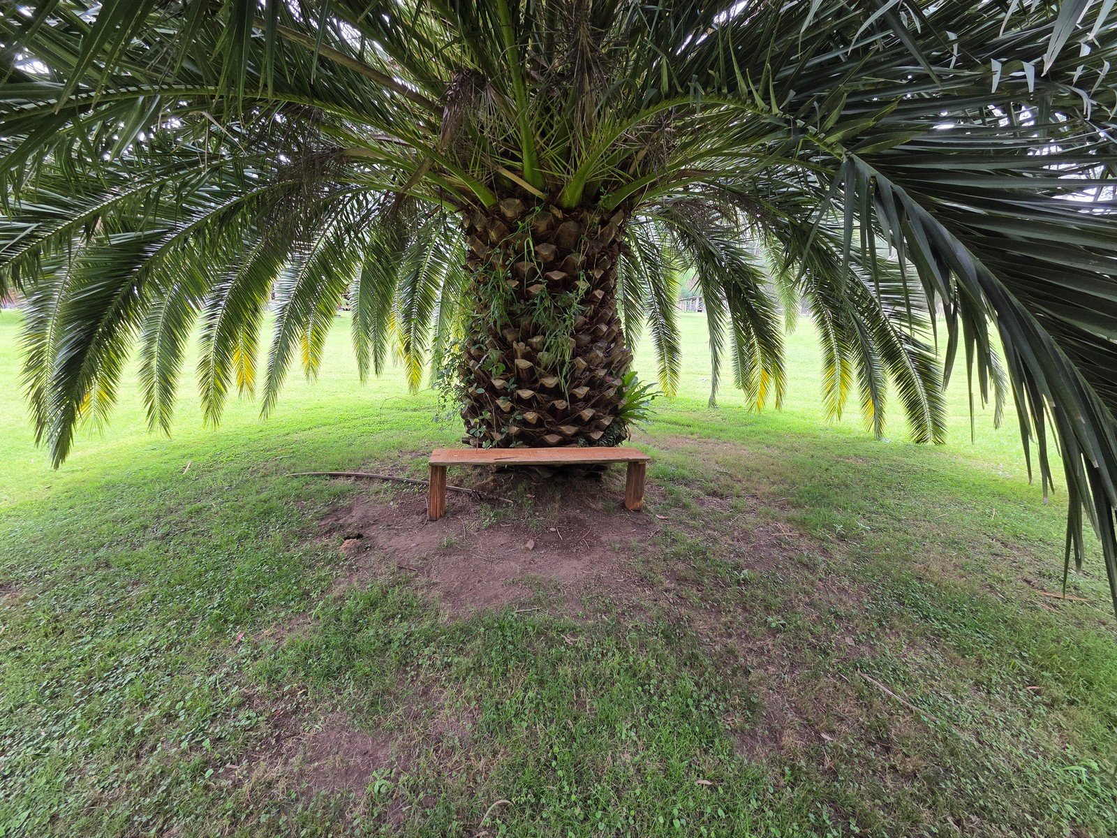 A simple timber bench beneath a large palm, with spreading fronds, bare earth near the trunk and grass beyond.