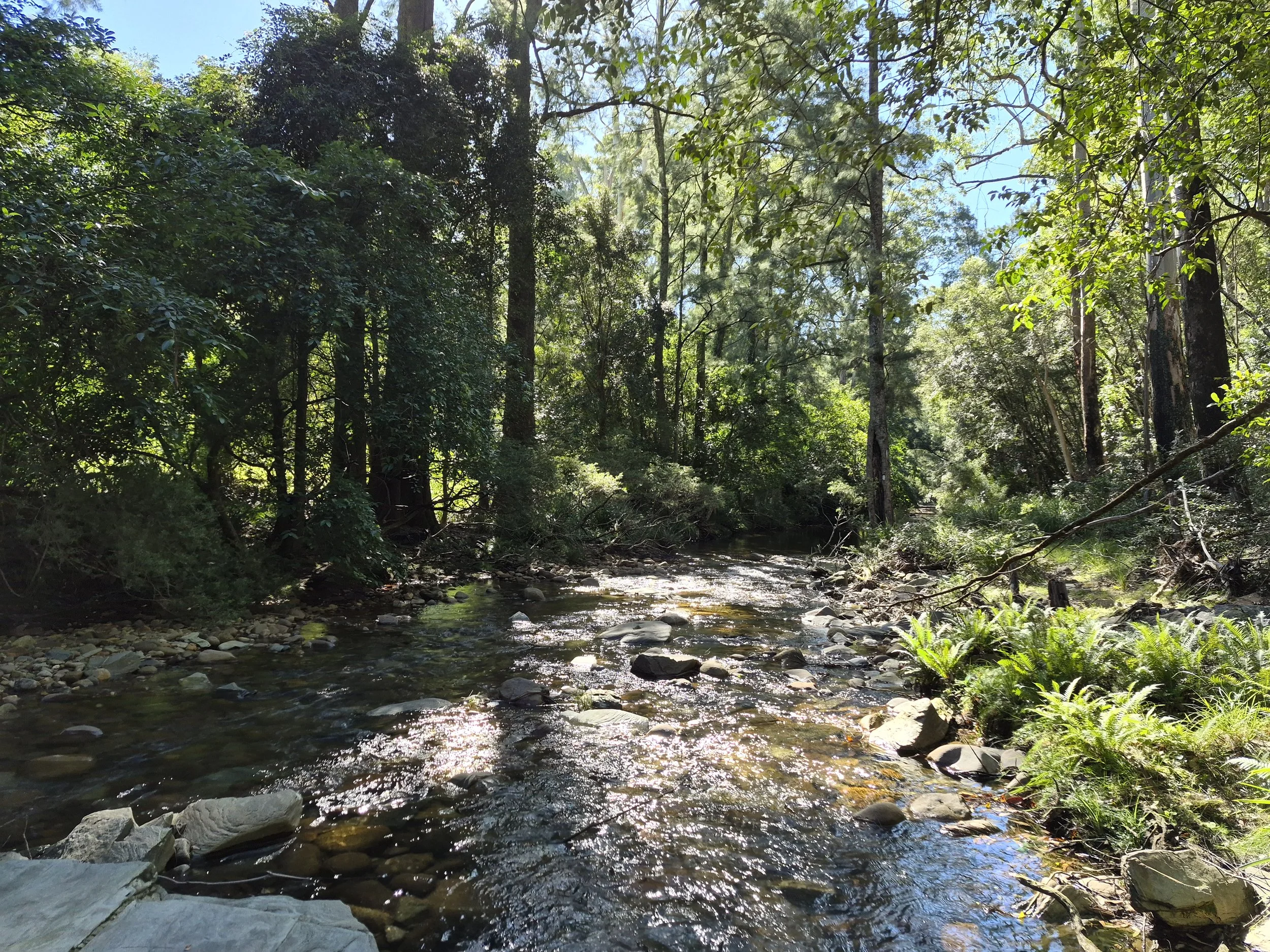A forest scene with a small river running through dense green trees and foliage under a clear blue sky.