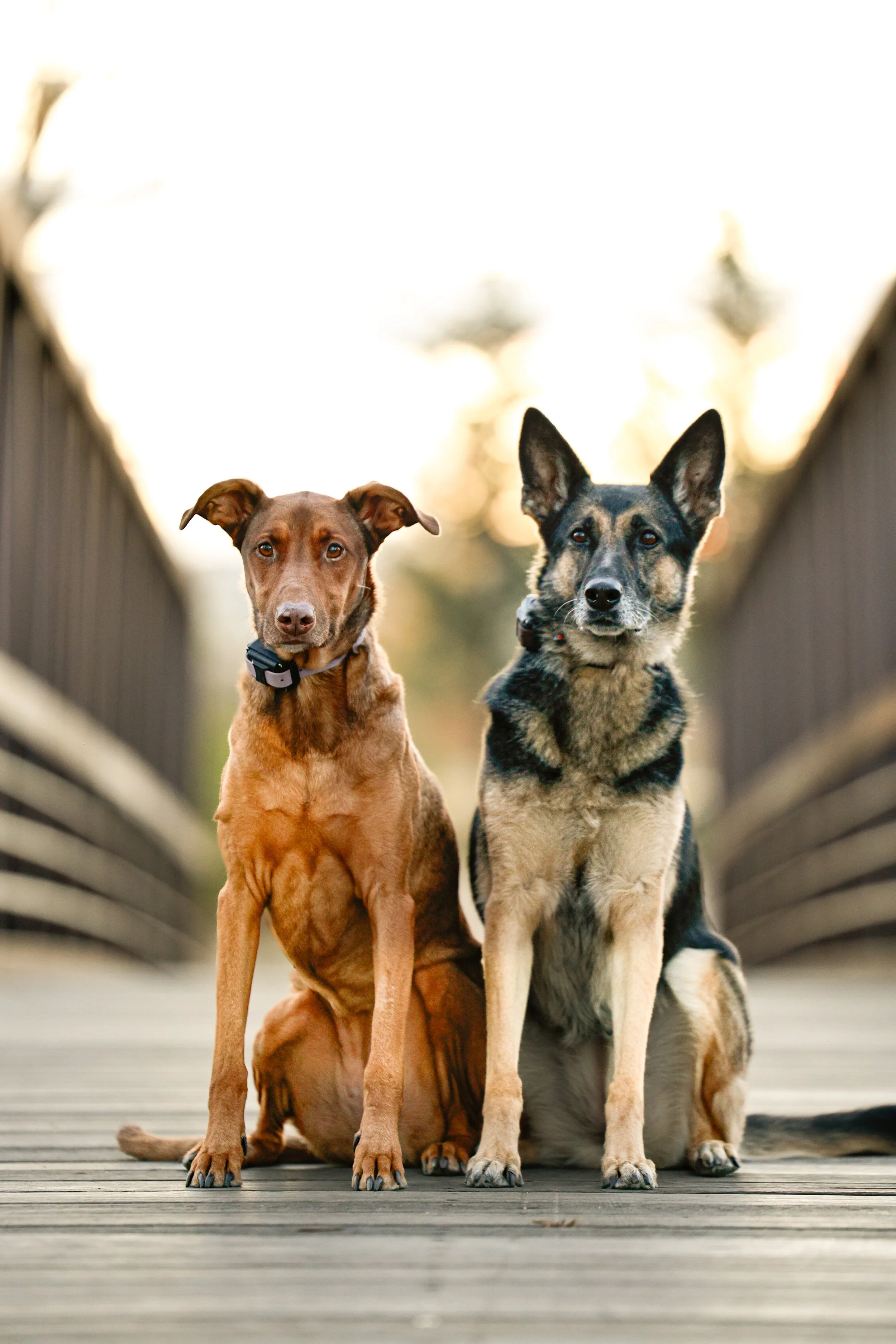 Behavior Modification