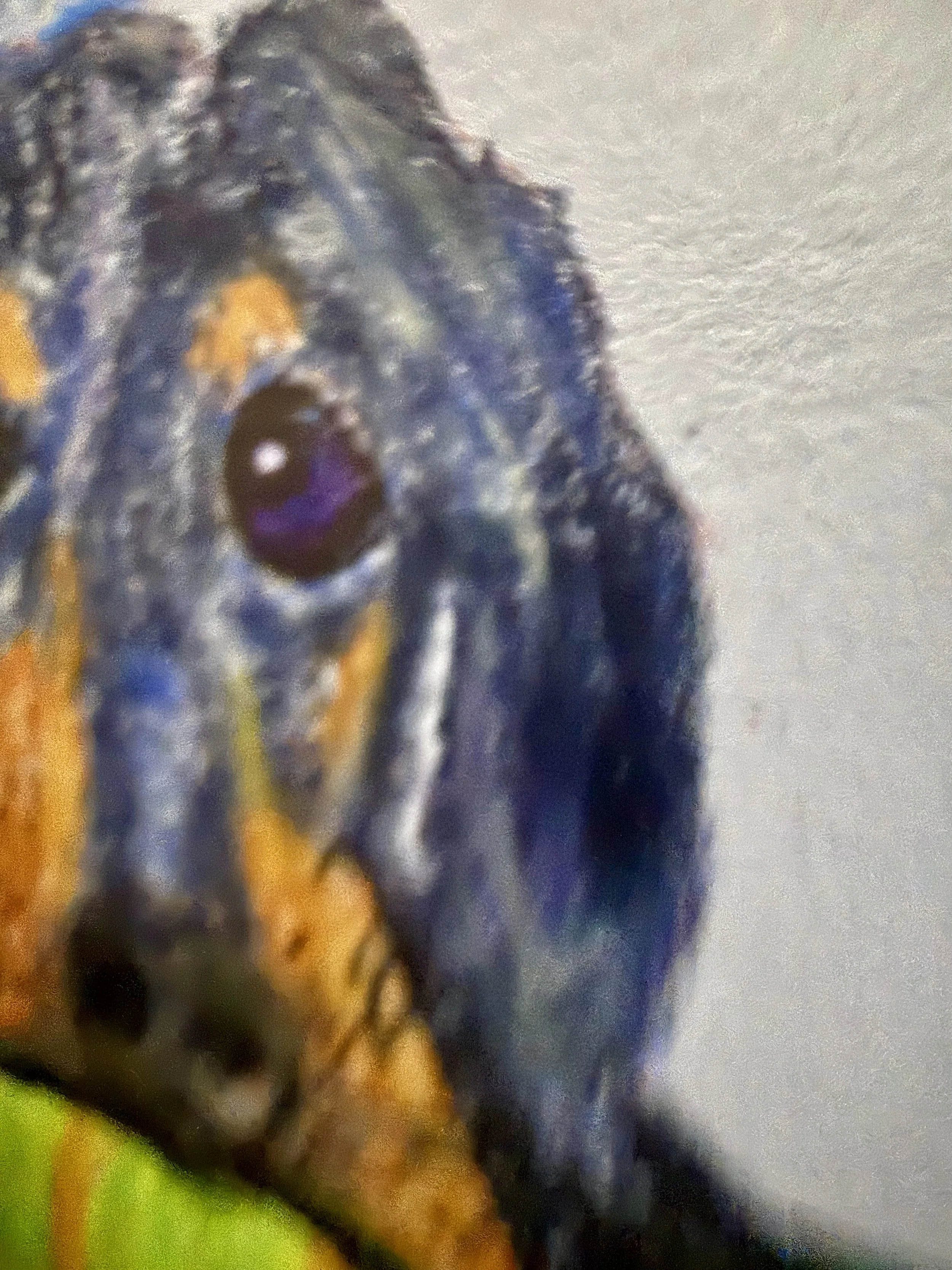 IMG_8778.jpeg