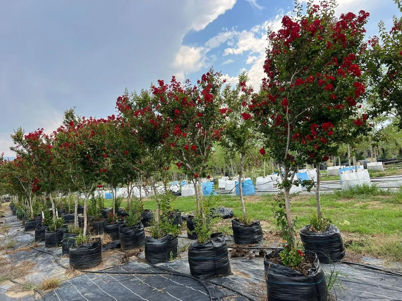 WhatsApp Image 2026-01-27 at 10.01.33 PM.jpeg