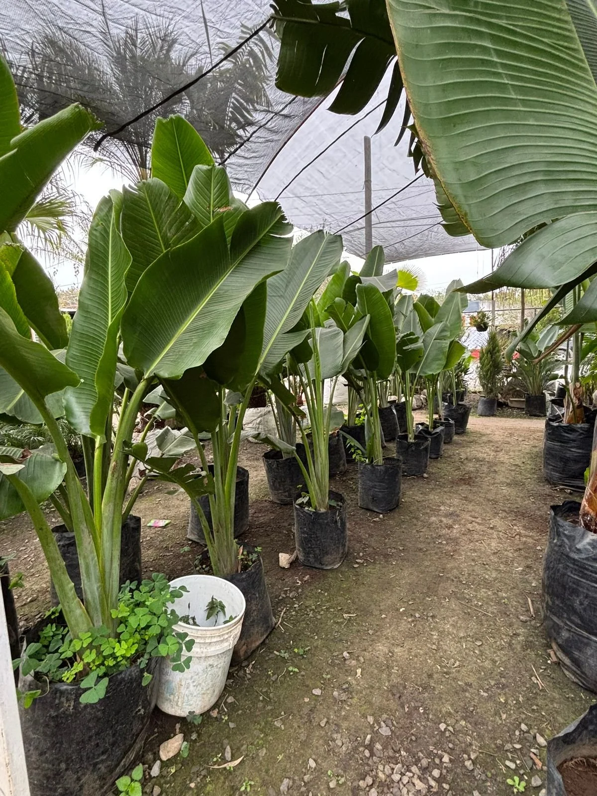 WhatsApp Image 2026-01-27 at 9.44.36 PM (3).jpeg