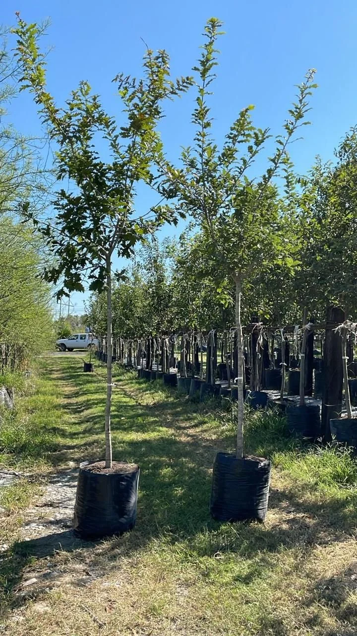 WhatsApp Image 2026-01-27 at 9.44.30 PM (1).jpeg