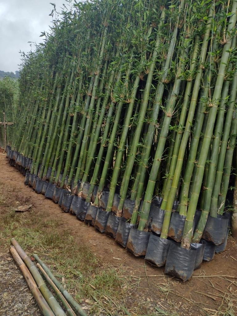 WhatsApp Image 2026-01-27 at 11.28.31 PM.jpeg