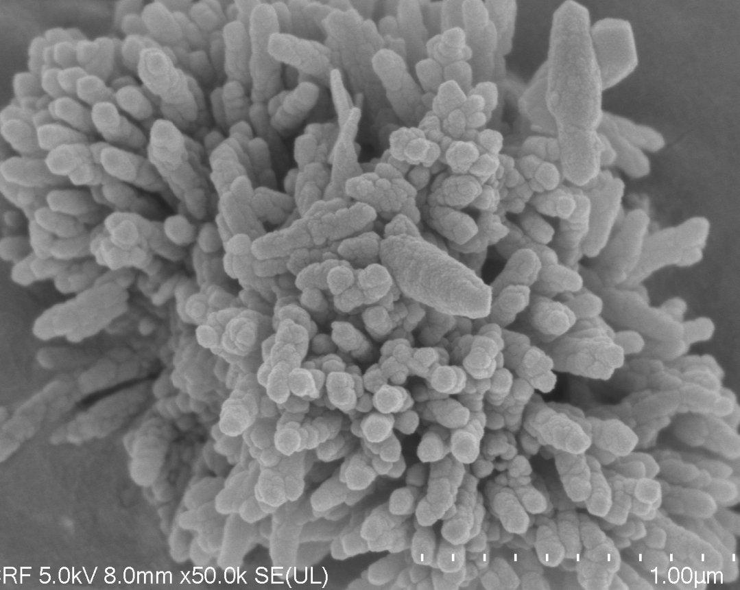 Close-up microscopic image of a cluster of tiny, irregularly shaped structures, resembling biological or mineral formations, viewed at high magnification.