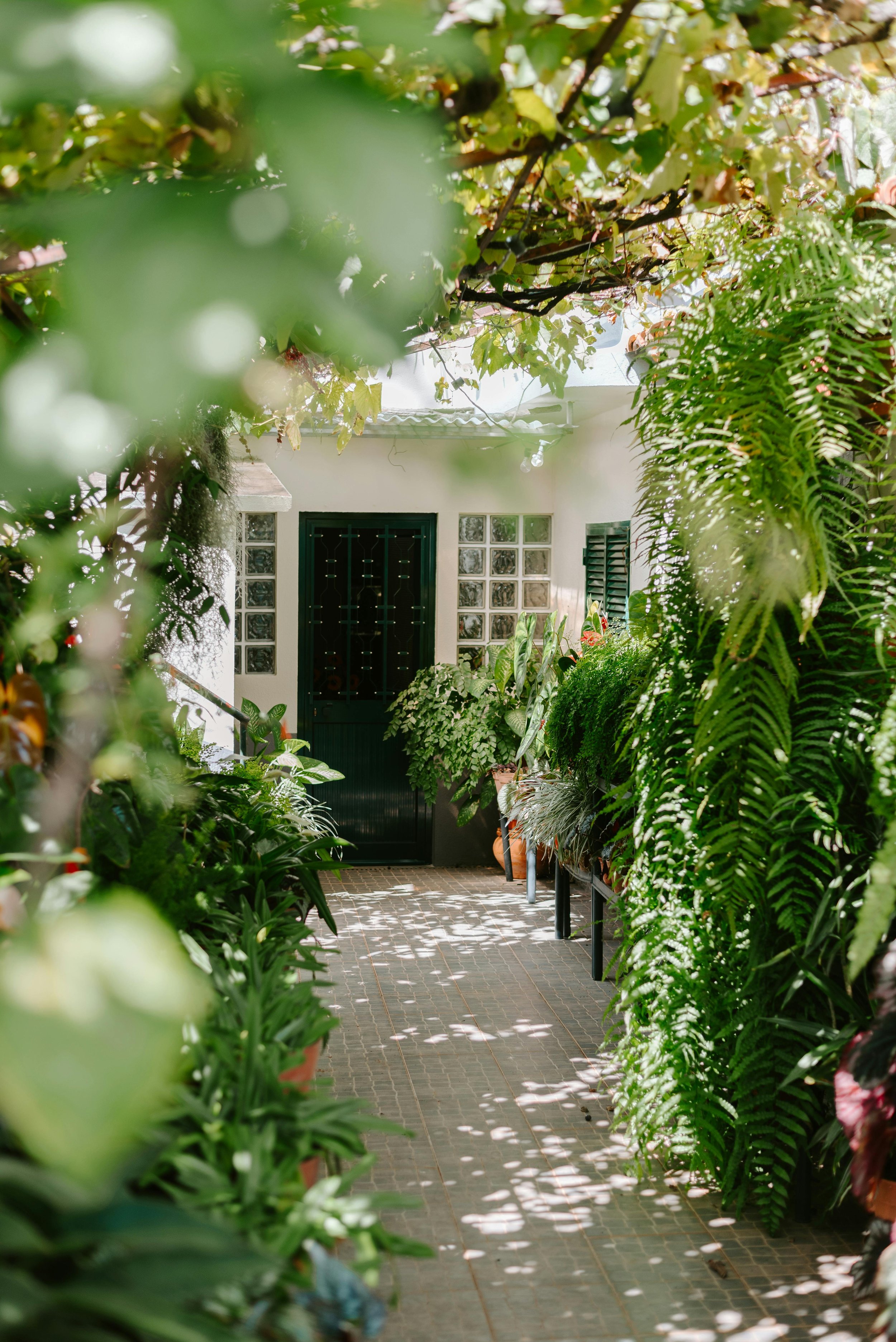 A lush garden pathway leading to a white house with black door and glass block windows, surrounded by green plants and ferns, with dappled sunlight creating patterns on the ground.
